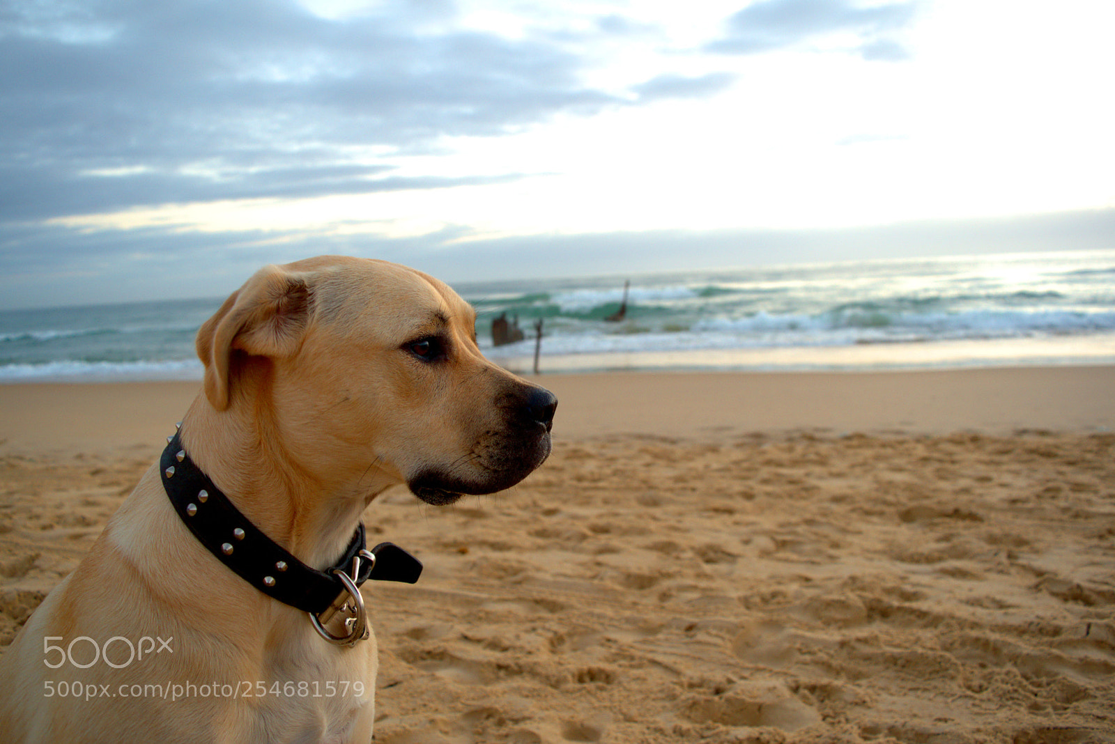 Nikon D3300 sample photo. Pupper photography