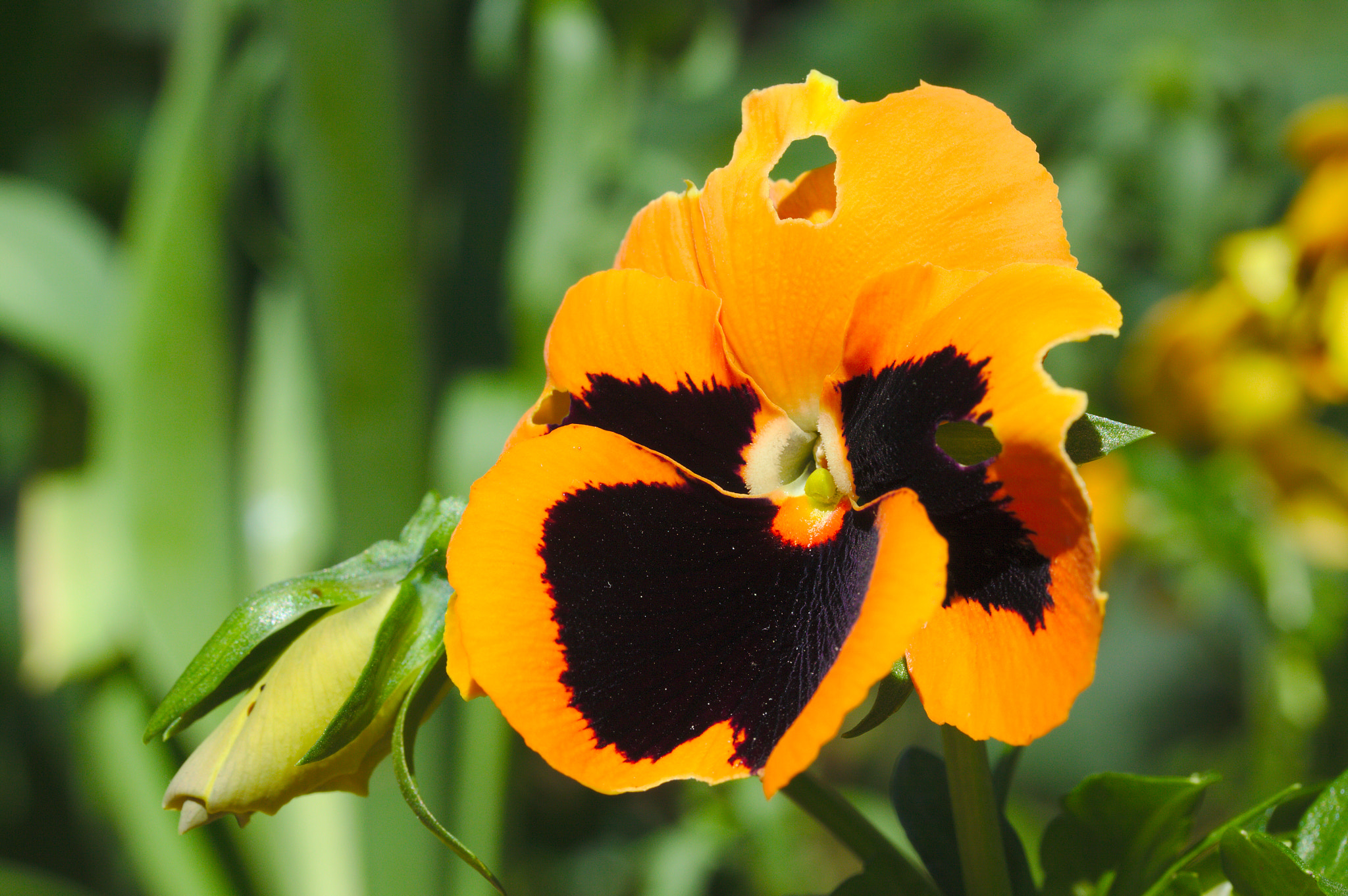 Canon EF-S 60mm F2.8 Macro USM sample photo. Pansie photography