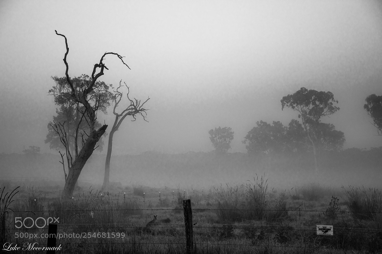 Nikon D5600 sample photo. Fog photography