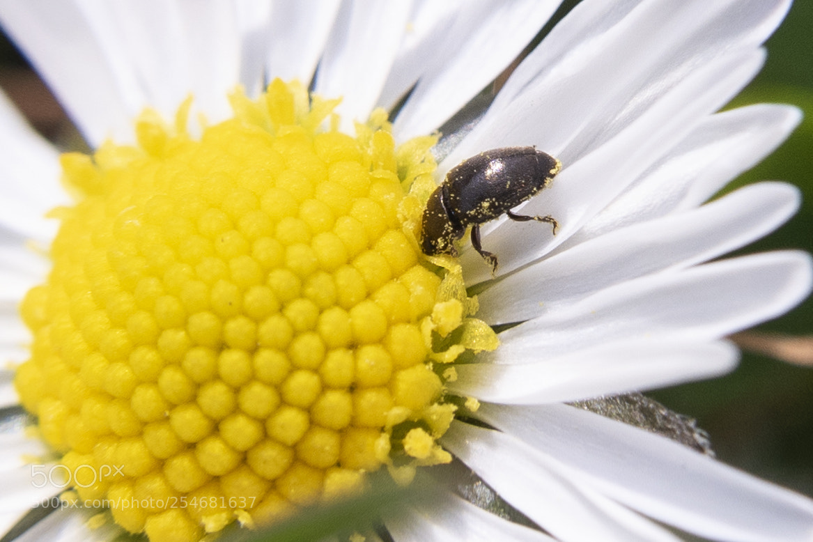 Nikon D5500 sample photo. The warm weather is photography