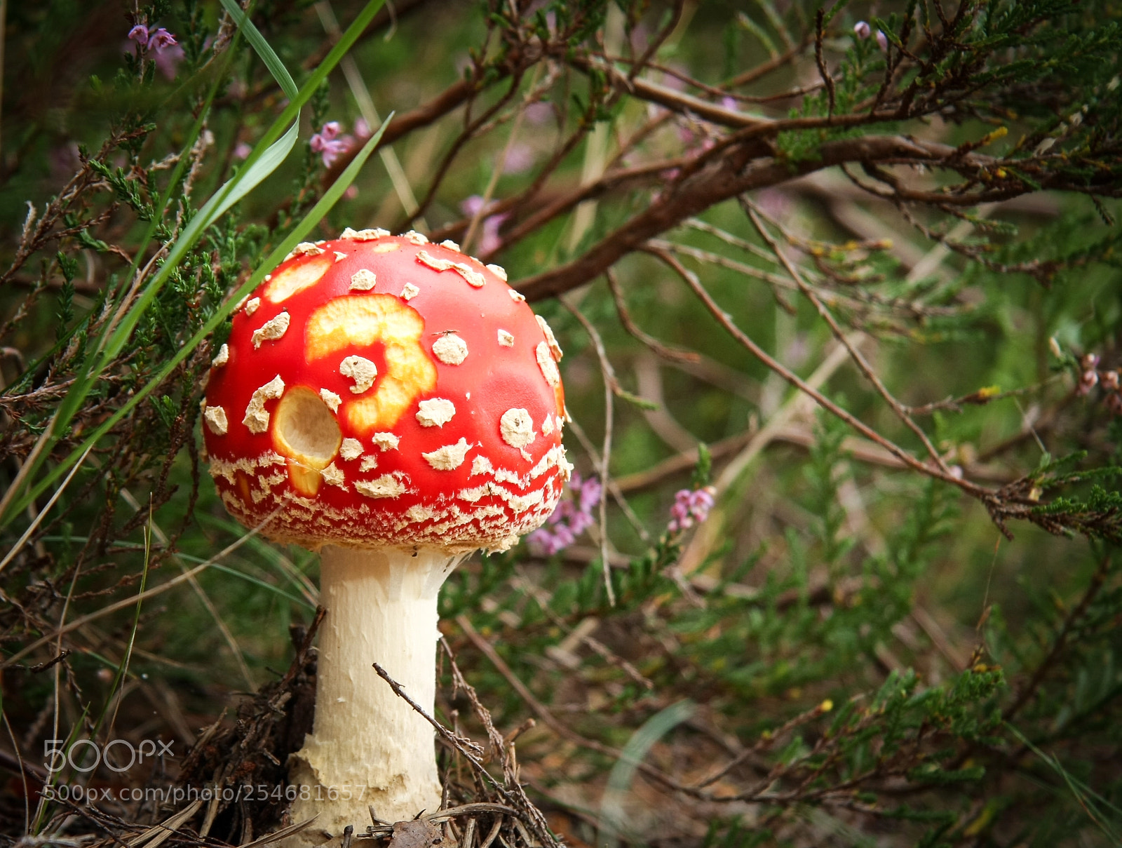 Canon EOS 40D sample photo. Mushroom photography