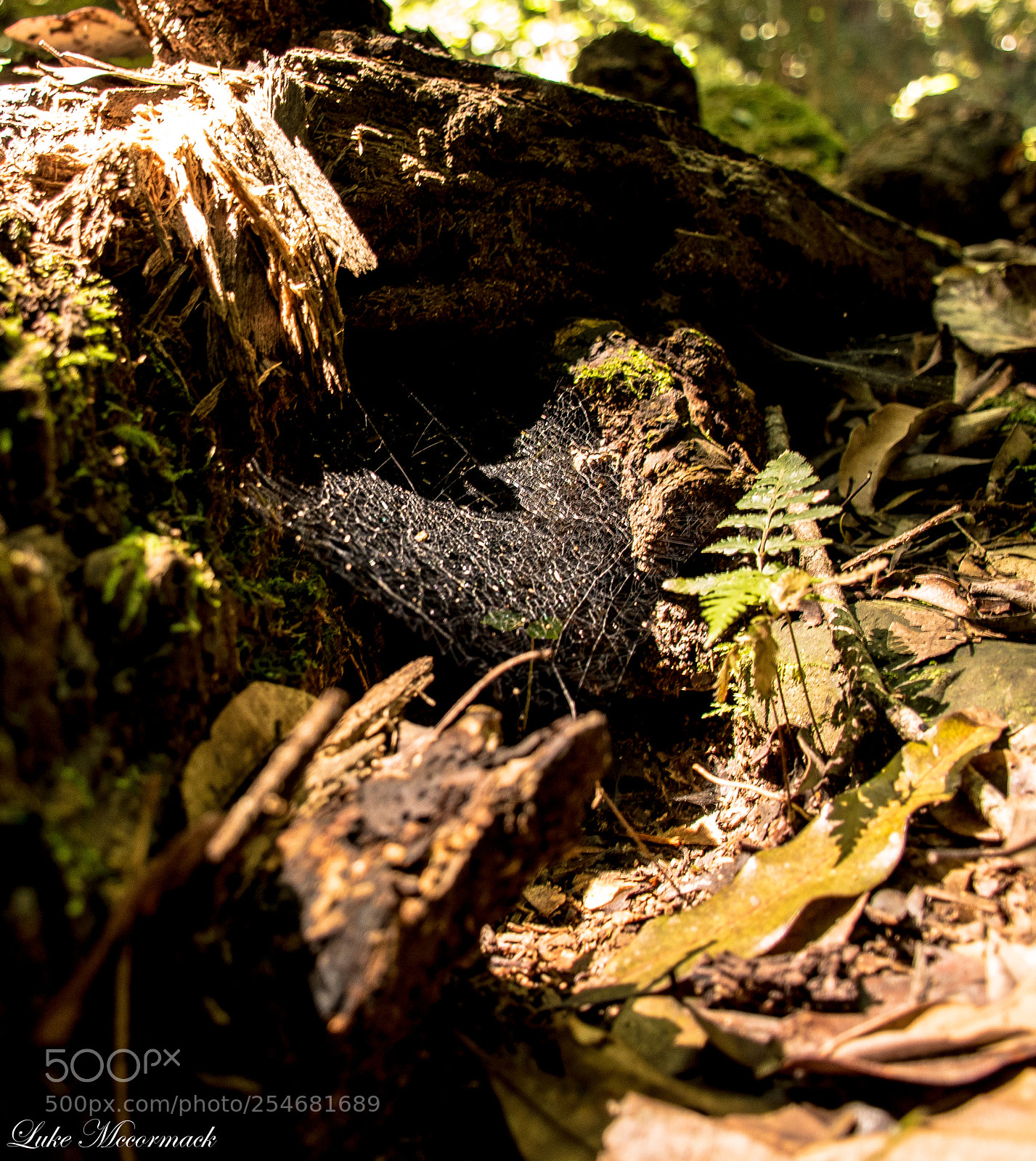 Nikon D5600 sample photo. Spiderweb photography