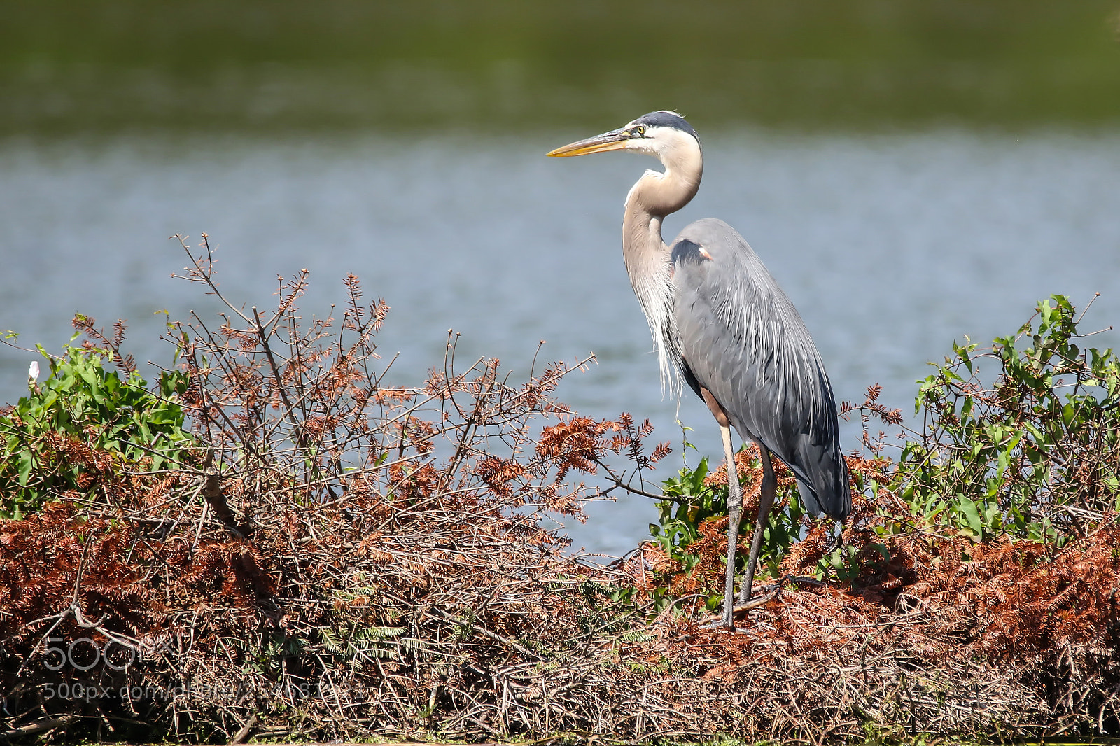 Canon EOS 7D Mark II sample photo. Blue heron photography