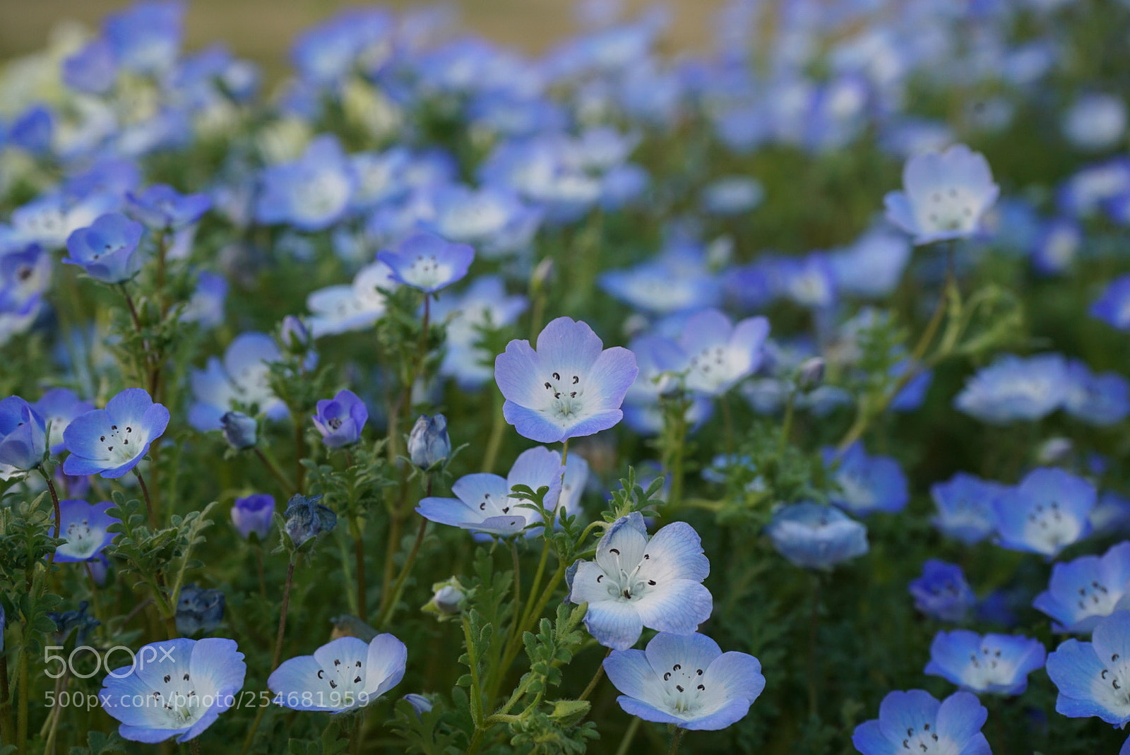 Sony a7S sample photo. Nemophila photography