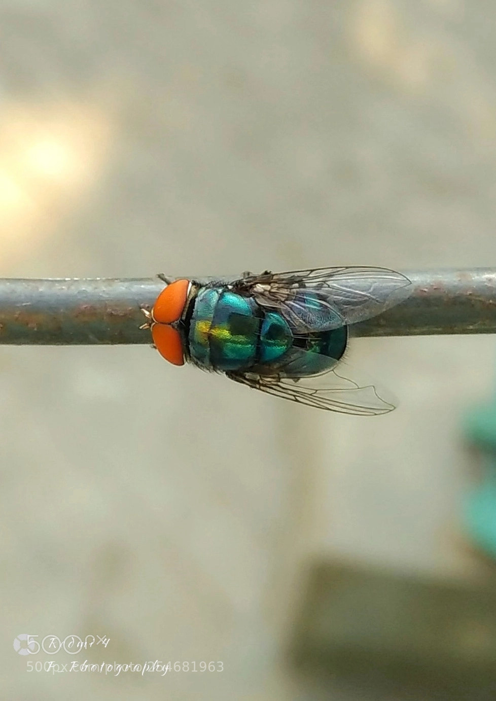 Xiaomi Redmi 4 Pro sample photo. Fly_ photography