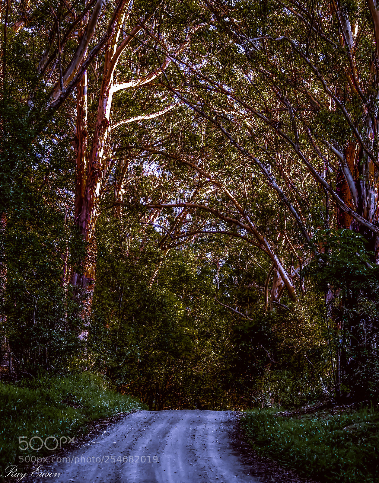 Canon EOS 600D (Rebel EOS T3i / EOS Kiss X5) sample photo. Forest road photography