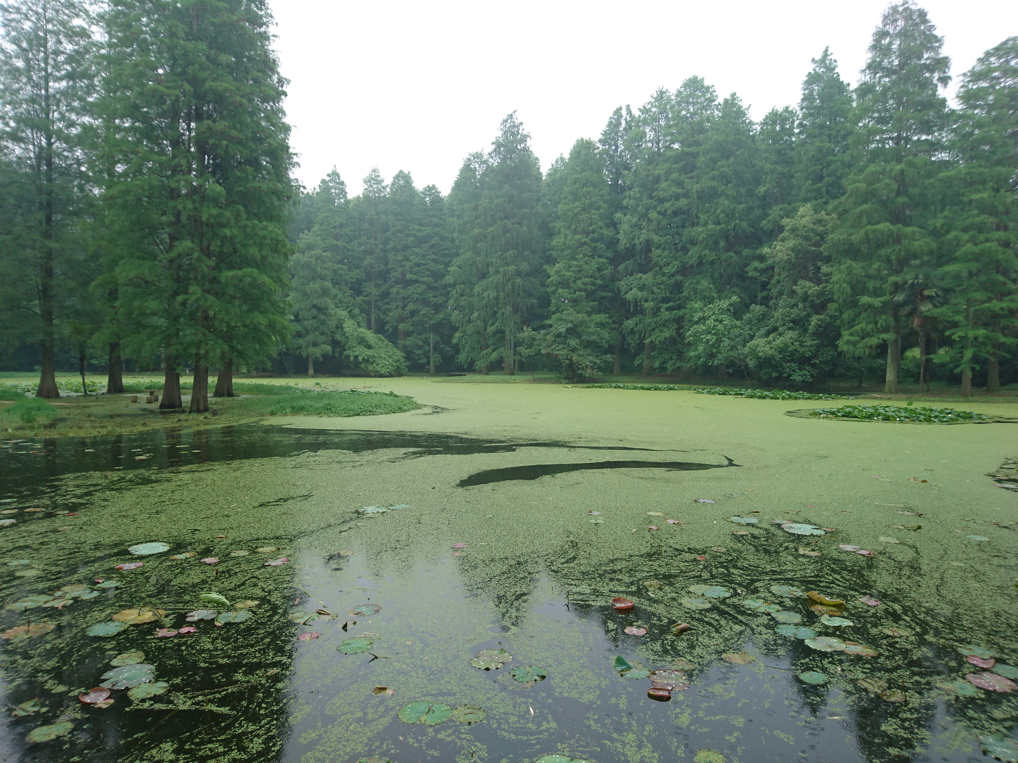 Sony Xperia Z5 sample photo. Swamp & tree photography
