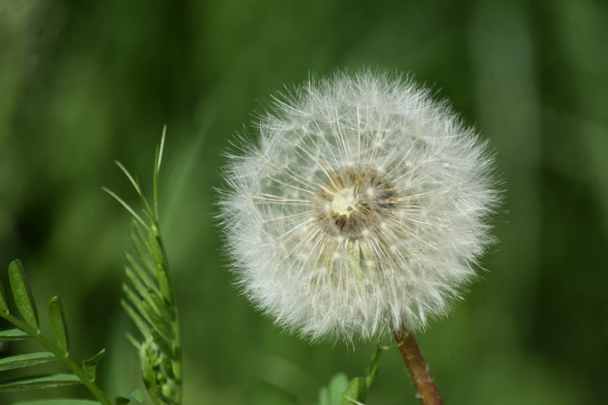 Nikon D5300 sample photo. Pusteblume photography