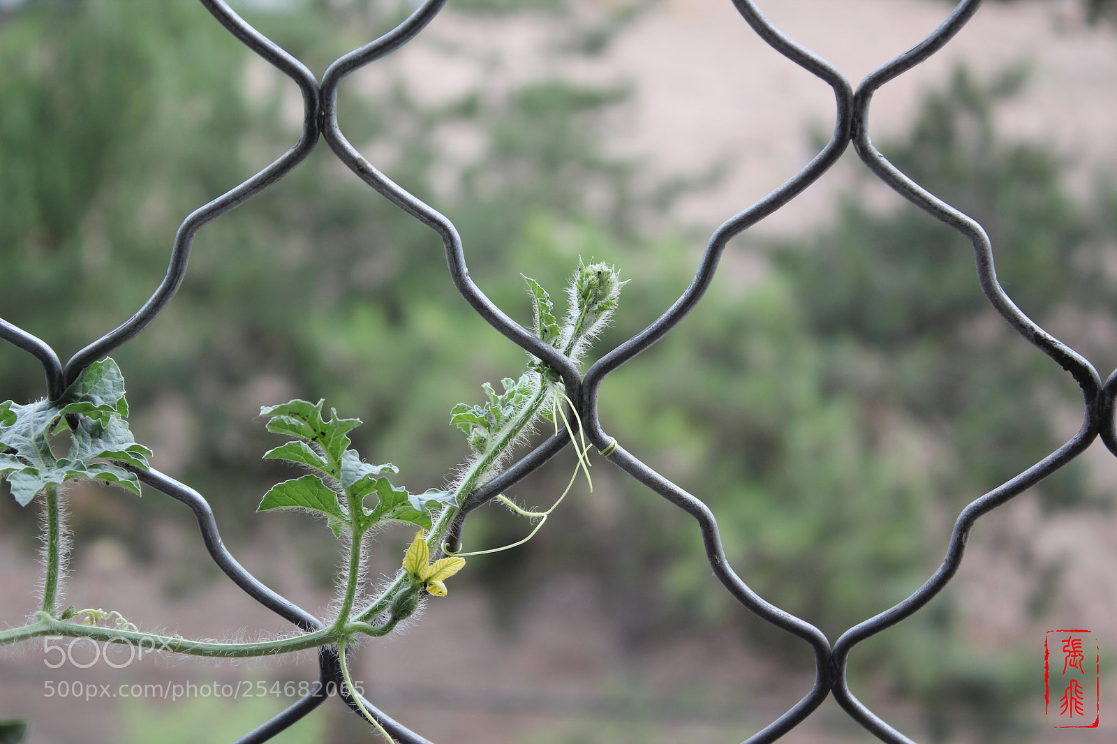 Canon EOS 550D (EOS Rebel T2i / EOS Kiss X4) sample photo. 西瓜苗 photography