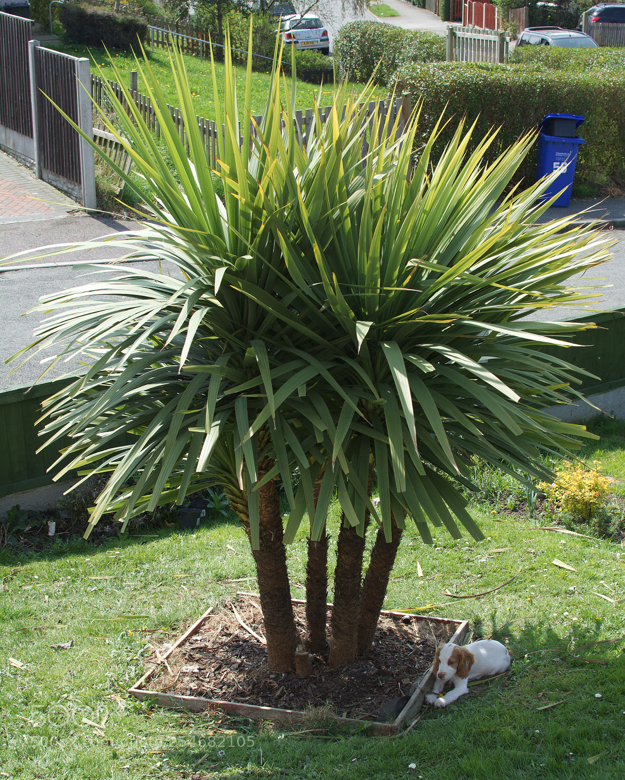 Nikon D5200 sample photo. Cordyline australis photography