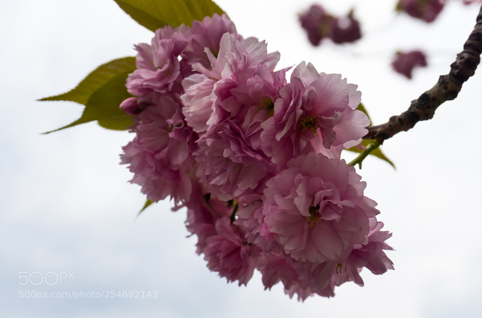 Sony a6000 sample photo. Nature photography