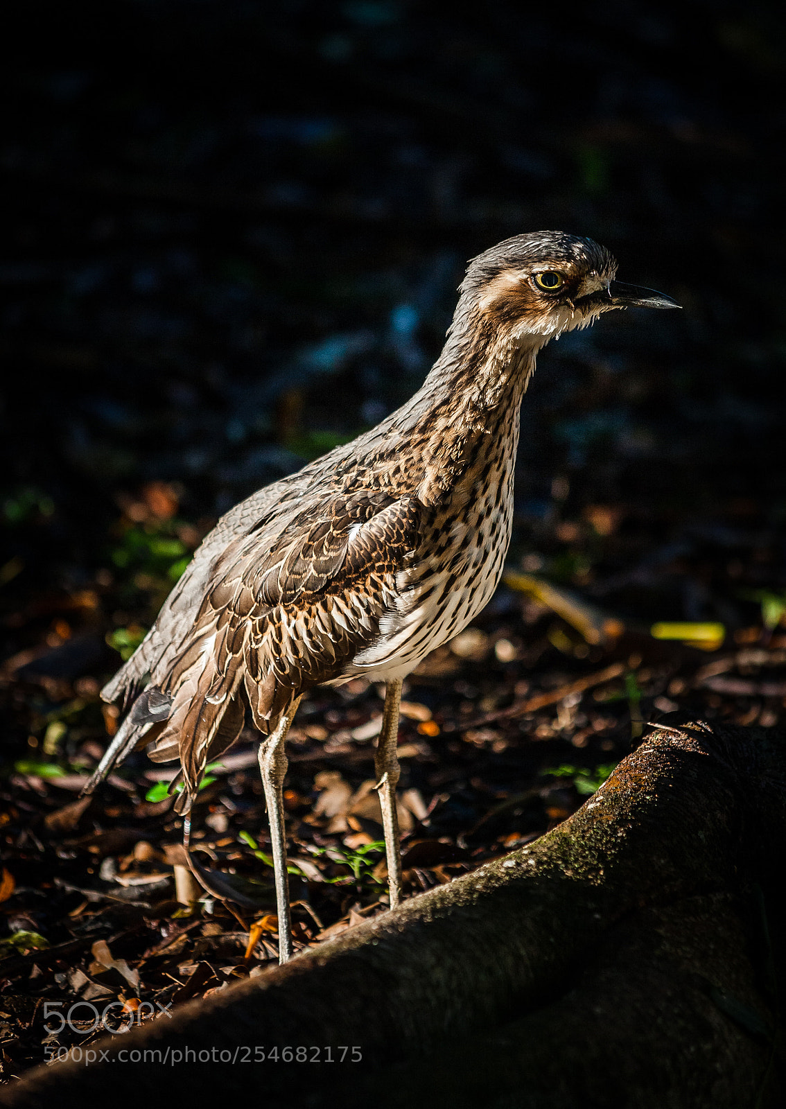 Canon EOS 5D sample photo. Stare from a bush photography