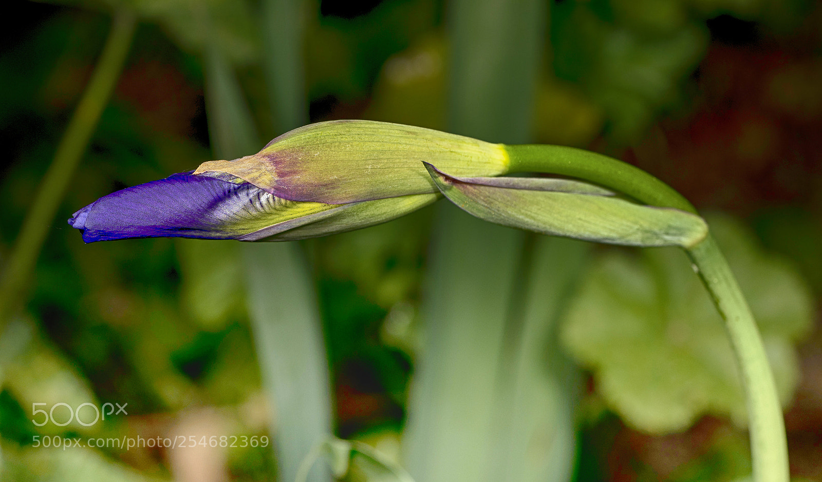 Sony a7R II sample photo. Spring 2018-2 photography