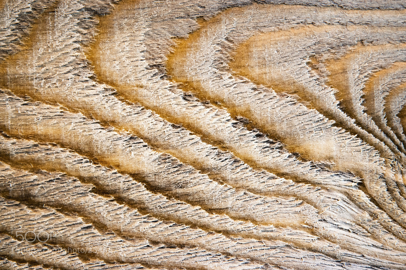 Nikon D5500 sample photo. Detail abstract annual rings photography