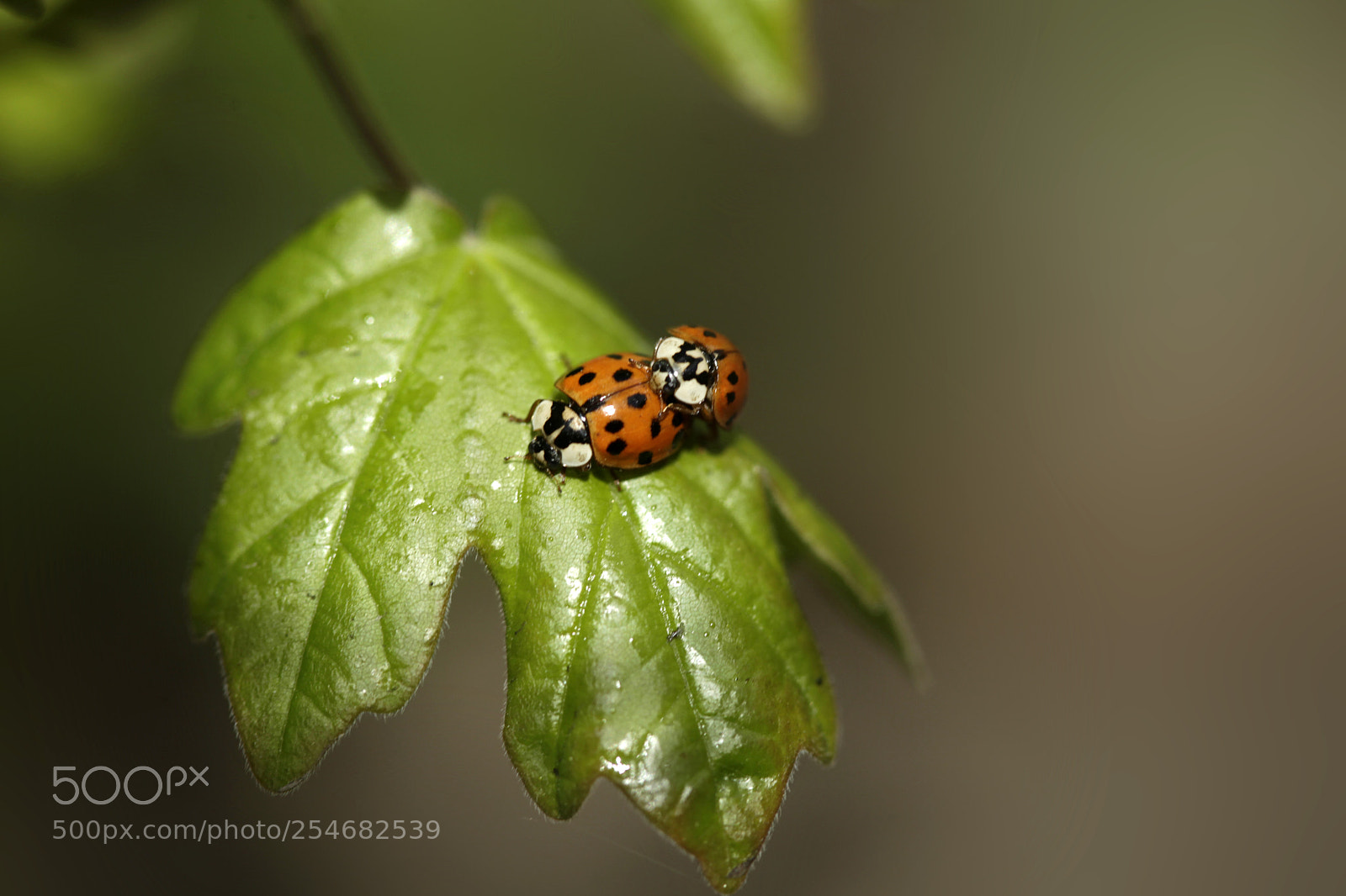 Canon EOS 5D Mark II sample photo. Springtime photography