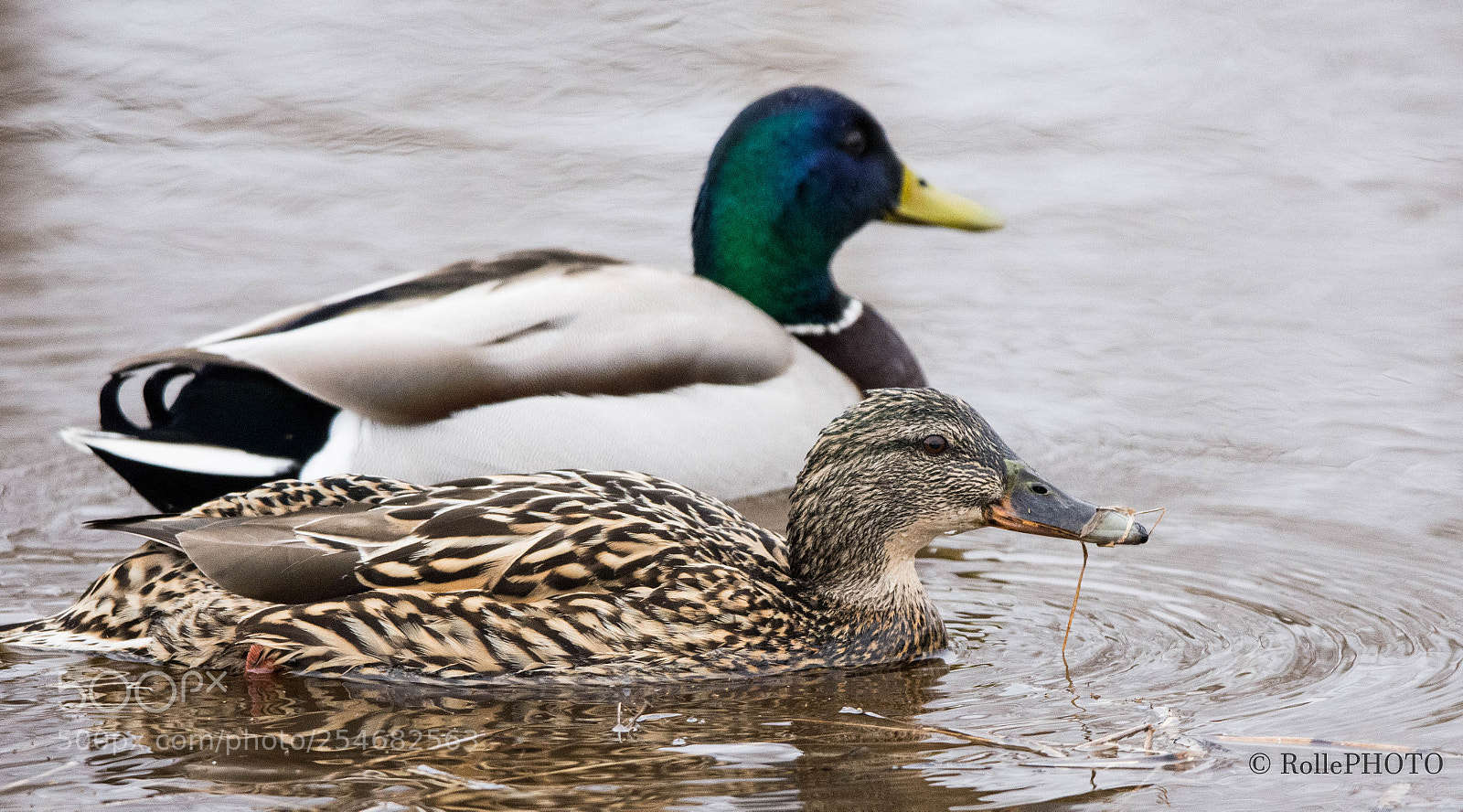 Nikon D7200 sample photo. Mallards by the lake photography