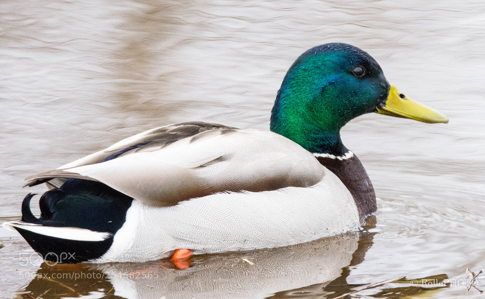 Nikon D7200 sample photo. Male mallard photography