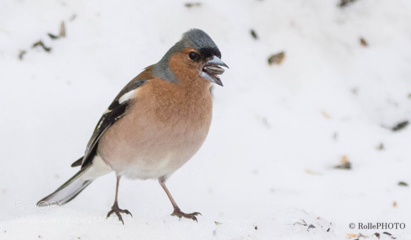 Nikon D7200 sample photo. Chaffinch photography