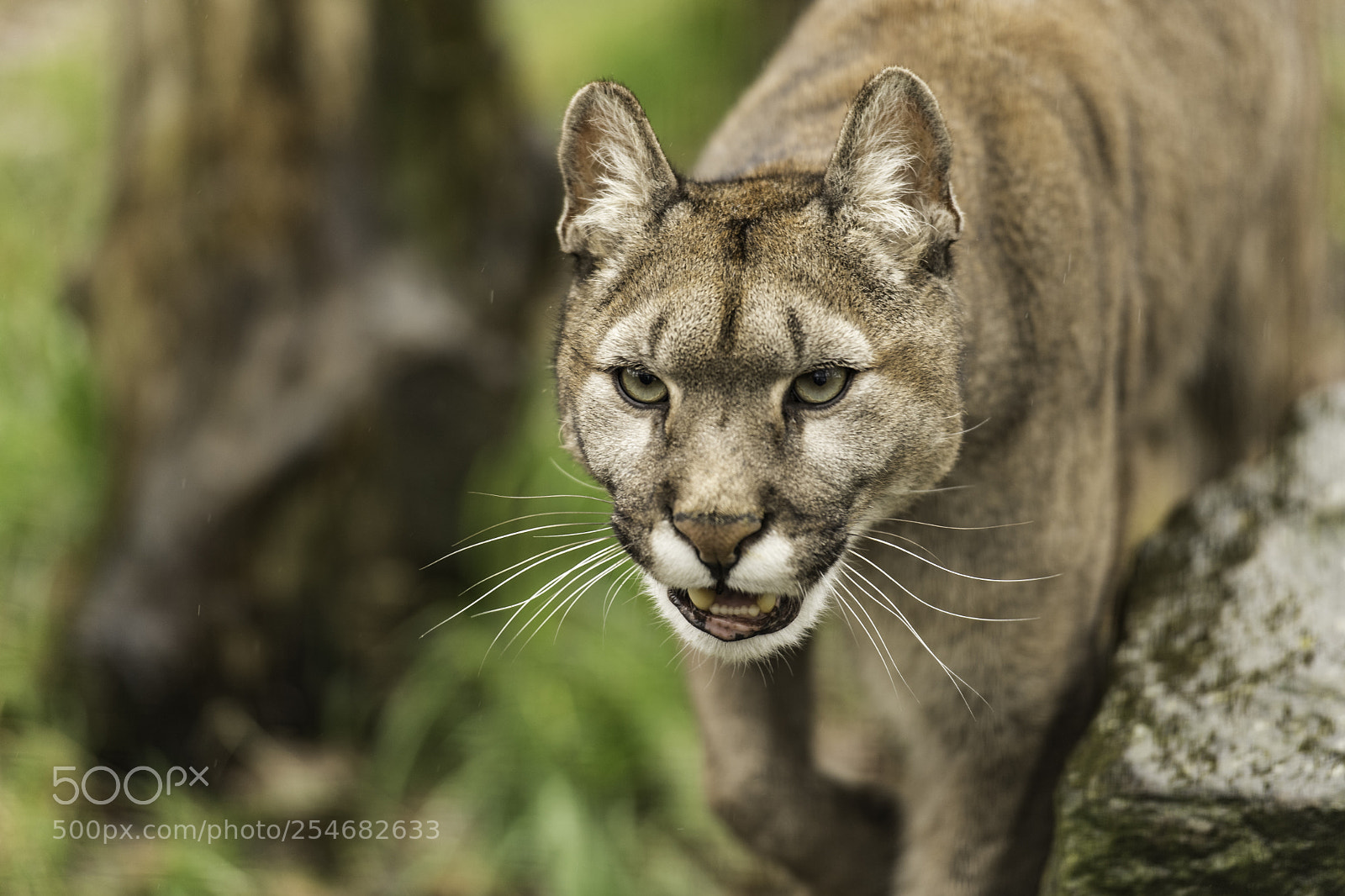 Nikon D5 sample photo. Puma series photography
