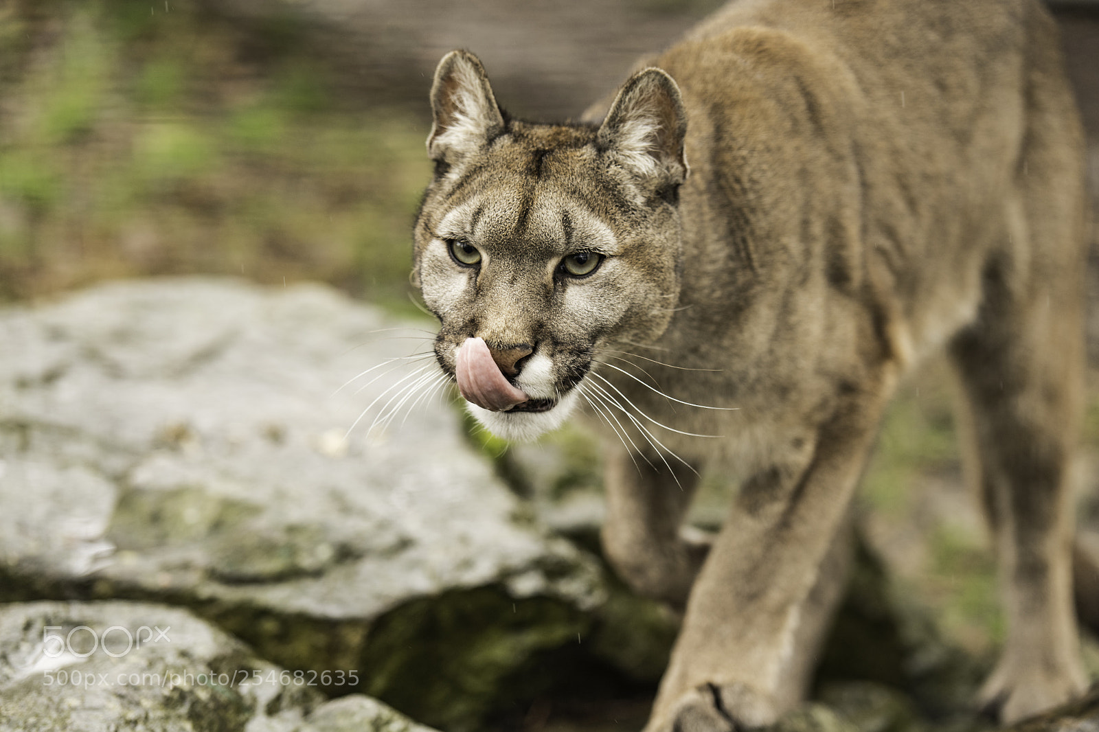 Nikon D5 sample photo. Puma series photography