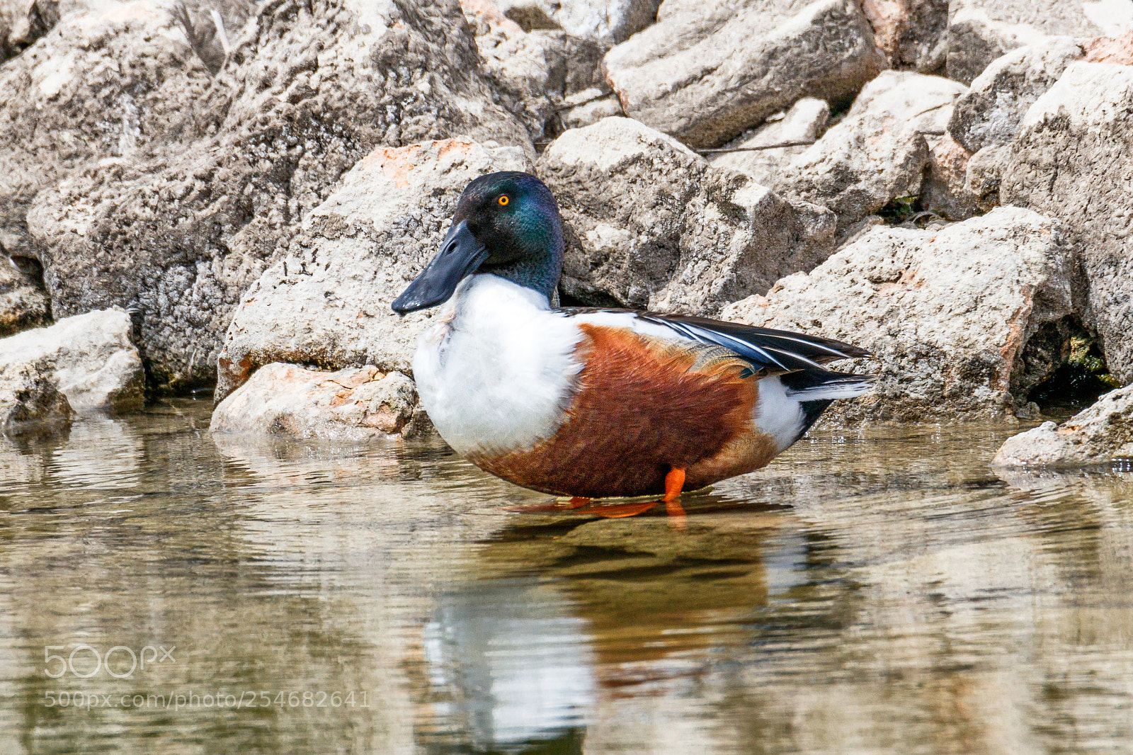 Canon EOS 80D sample photo. Northern shoveler photography