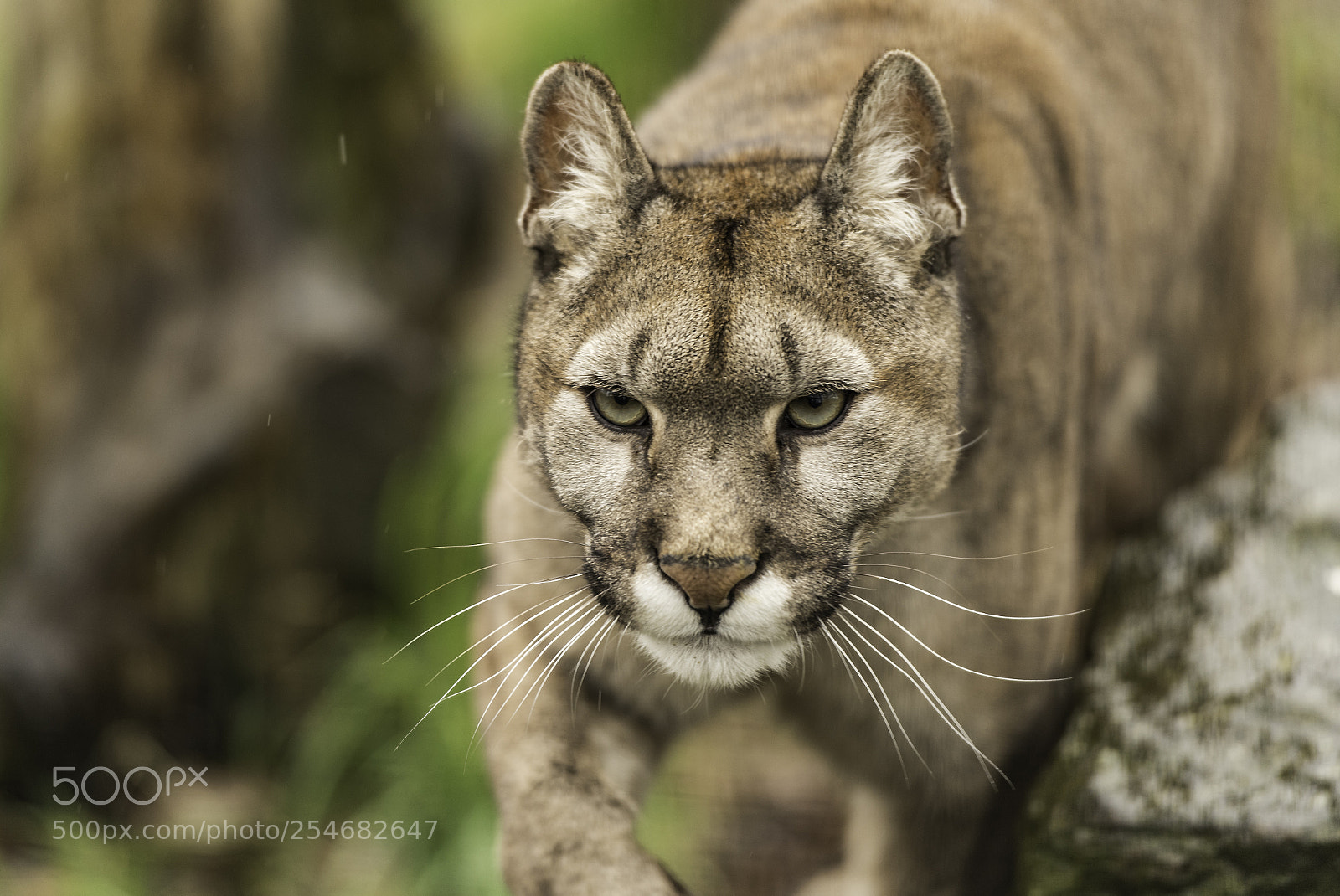 Nikon D5 sample photo. Puma series photography