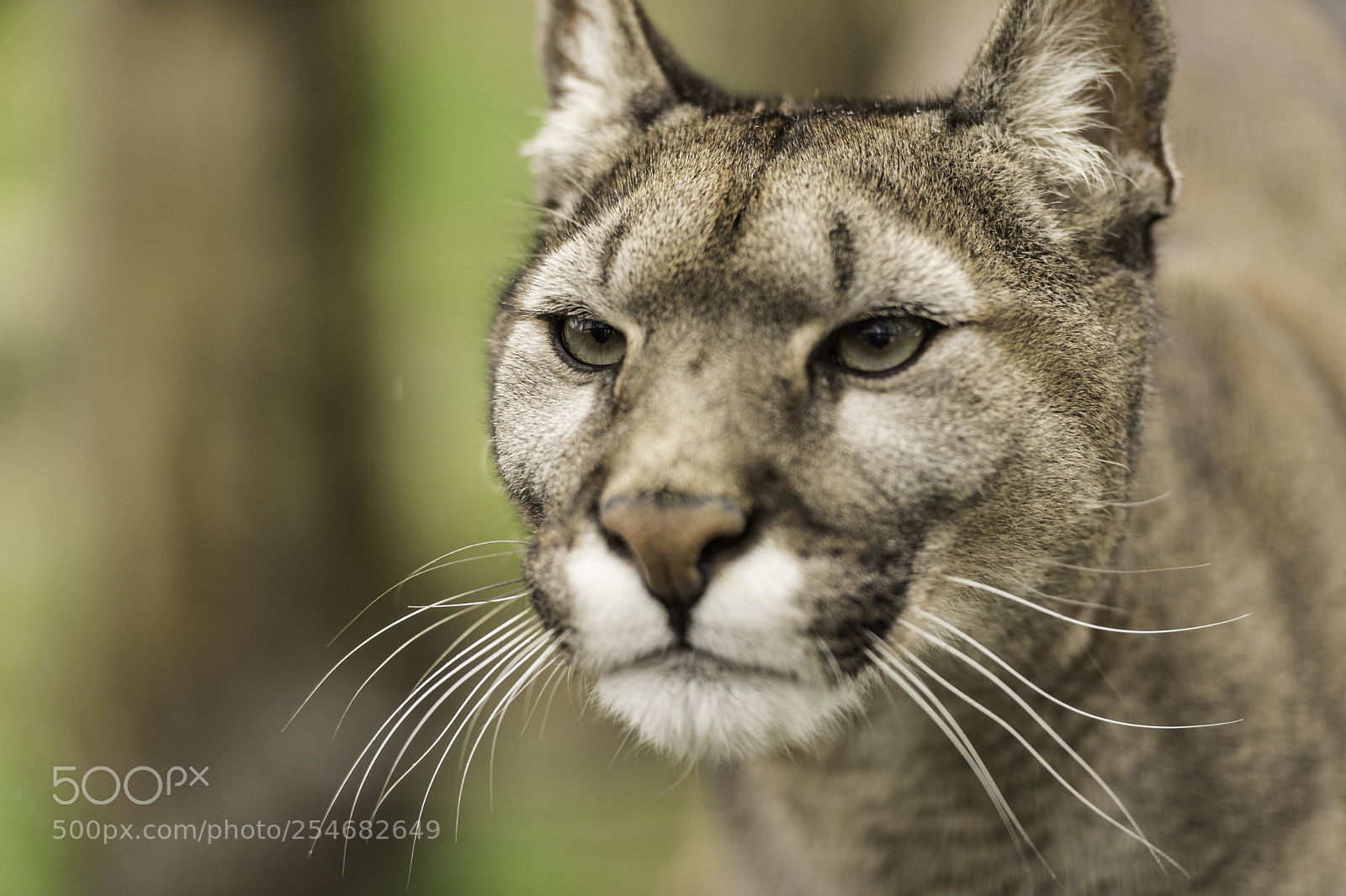 Nikon D5 sample photo. Puma series photography