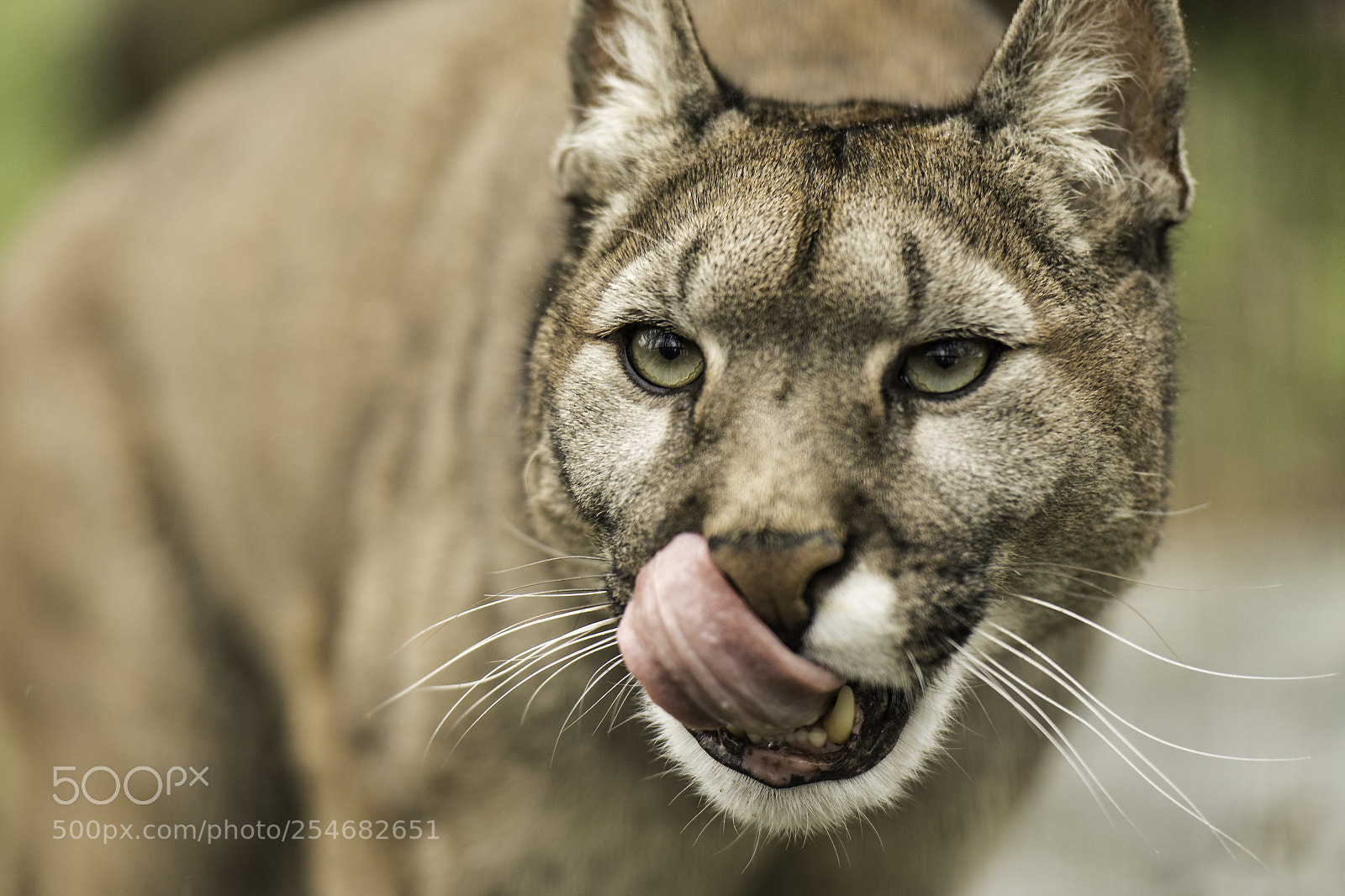 Nikon D5 sample photo. Puma series photography