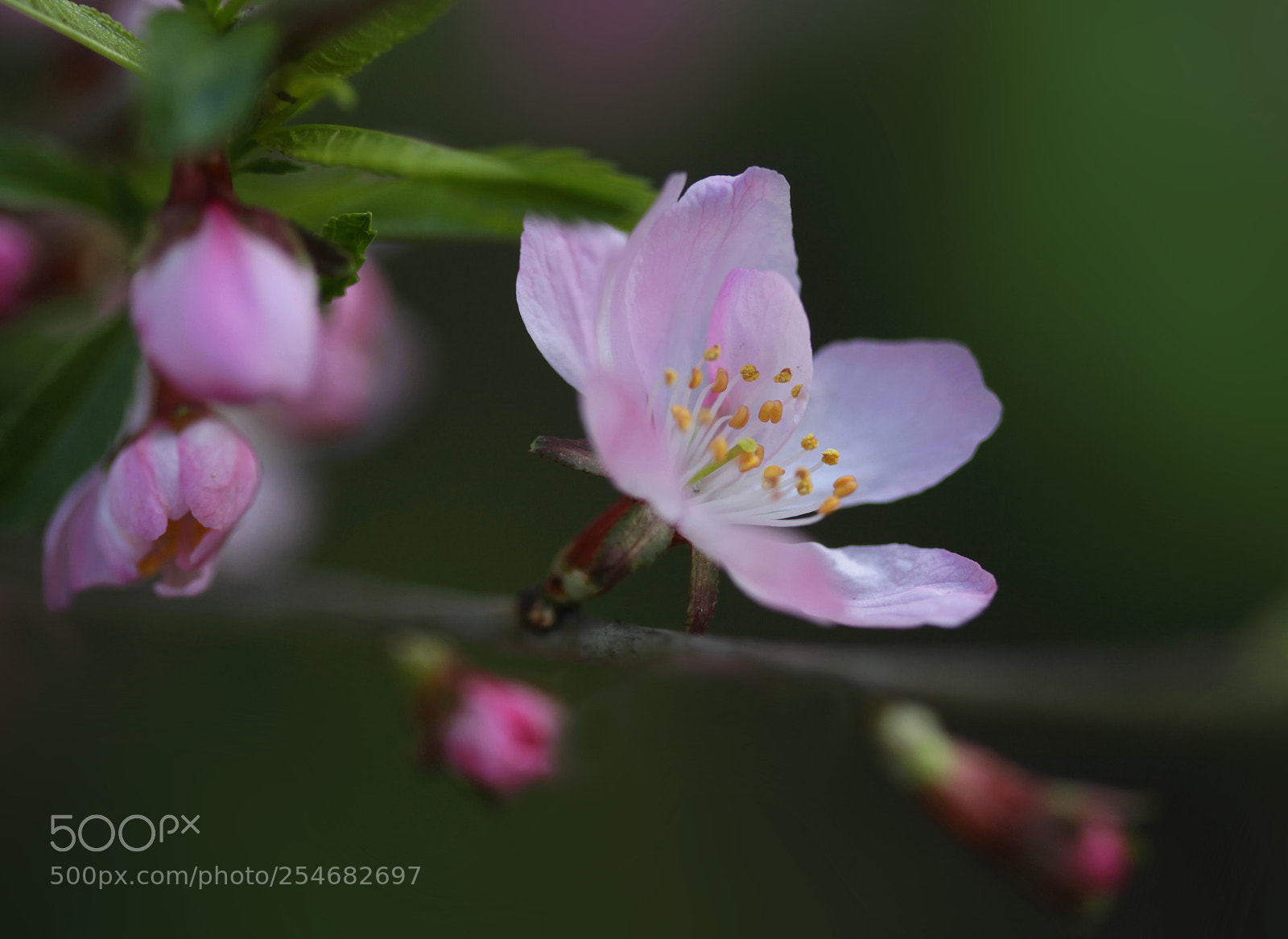 Canon EOS 5D Mark II sample photo. Blossoming photography