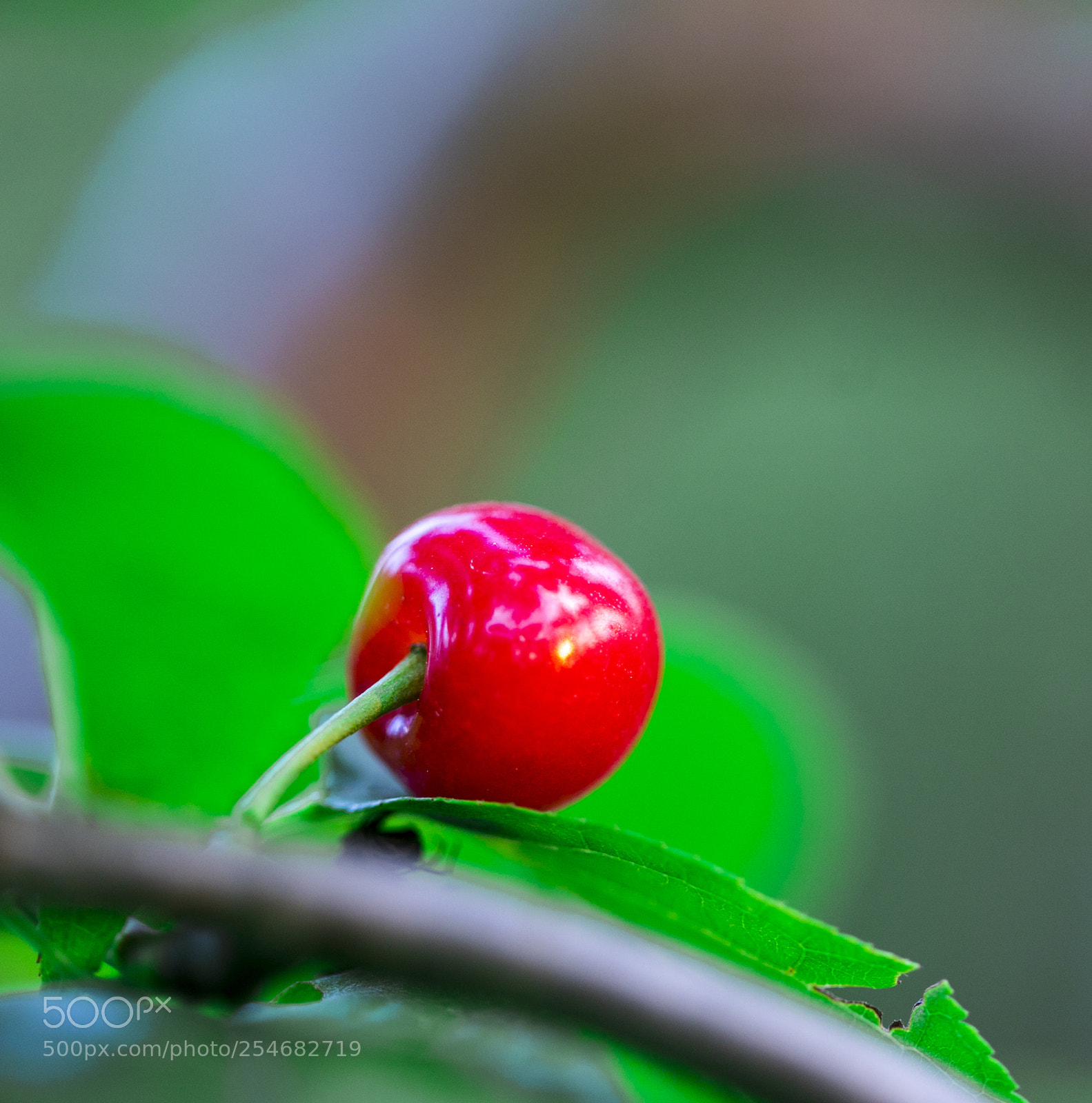 Canon EOS 5D Mark IV sample photo. Untitled photography