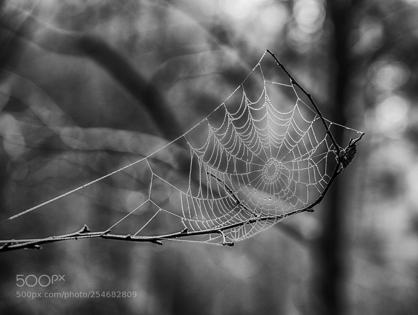 Nikon D800 sample photo. Spider web photography