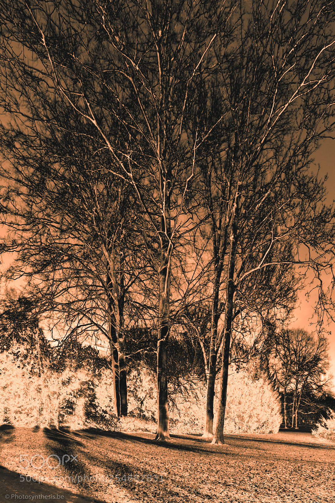 Olympus OM-D E-M10 sample photo. Trees in the night photography