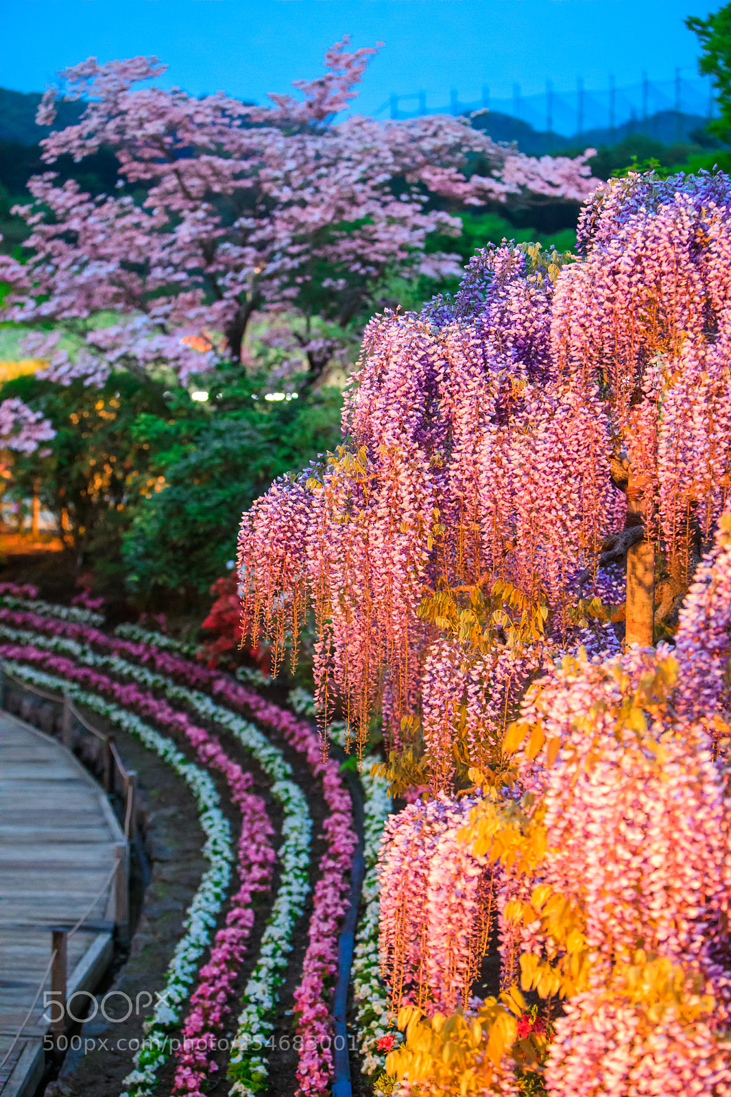 Canon EOS 5D Mark IV sample photo. Ashikaga flower park photography