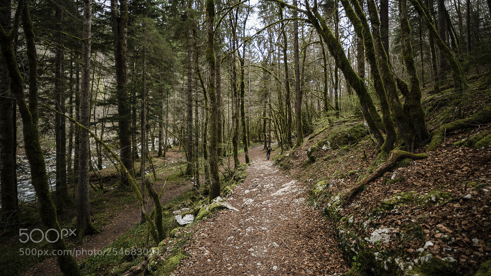 Nikon D810 sample photo. Retour au naturel photography