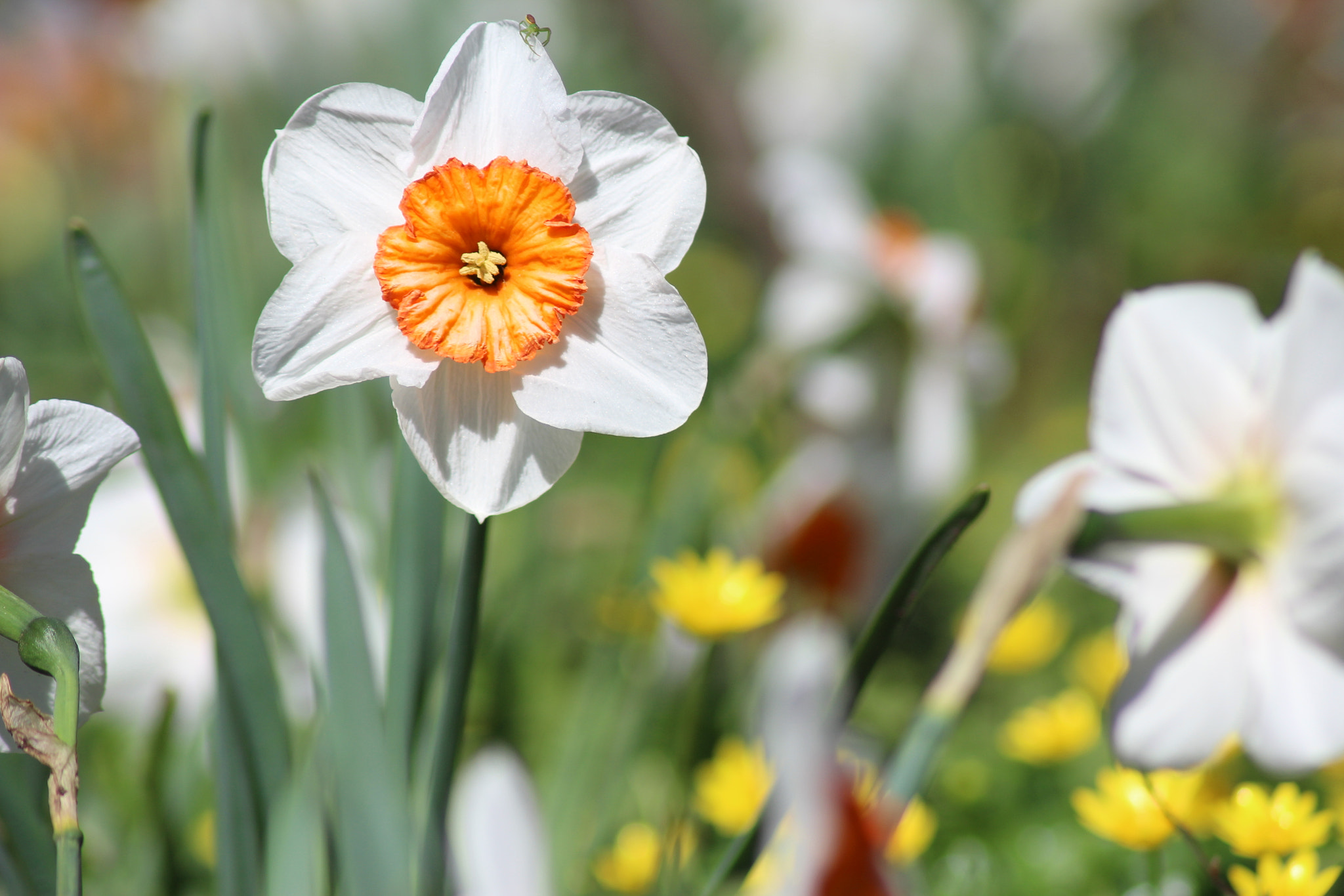 Canon EOS 1200D (EOS Rebel T5 / EOS Kiss X70 / EOS Hi) sample photo. Spring photography