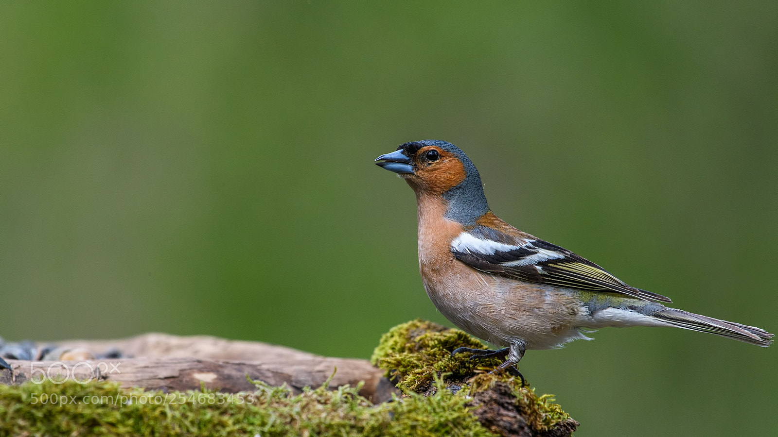 Nikon D500 sample photo. Common chaffinch photography