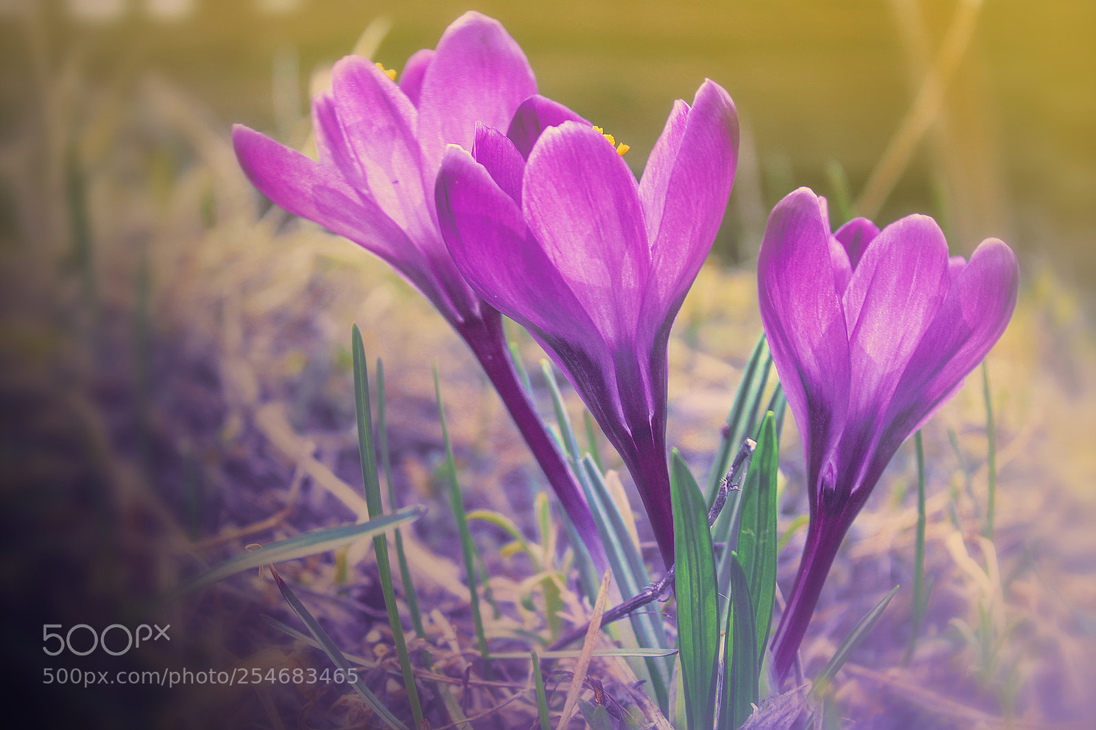 Canon EOS 550D (EOS Rebel T2i / EOS Kiss X4) sample photo. Crocus photography