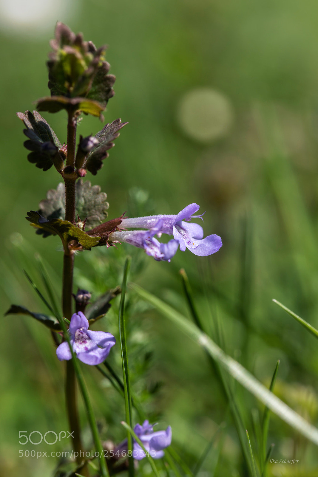 Canon EOS 5D Mark IV sample photo. Auf der wiese photography
