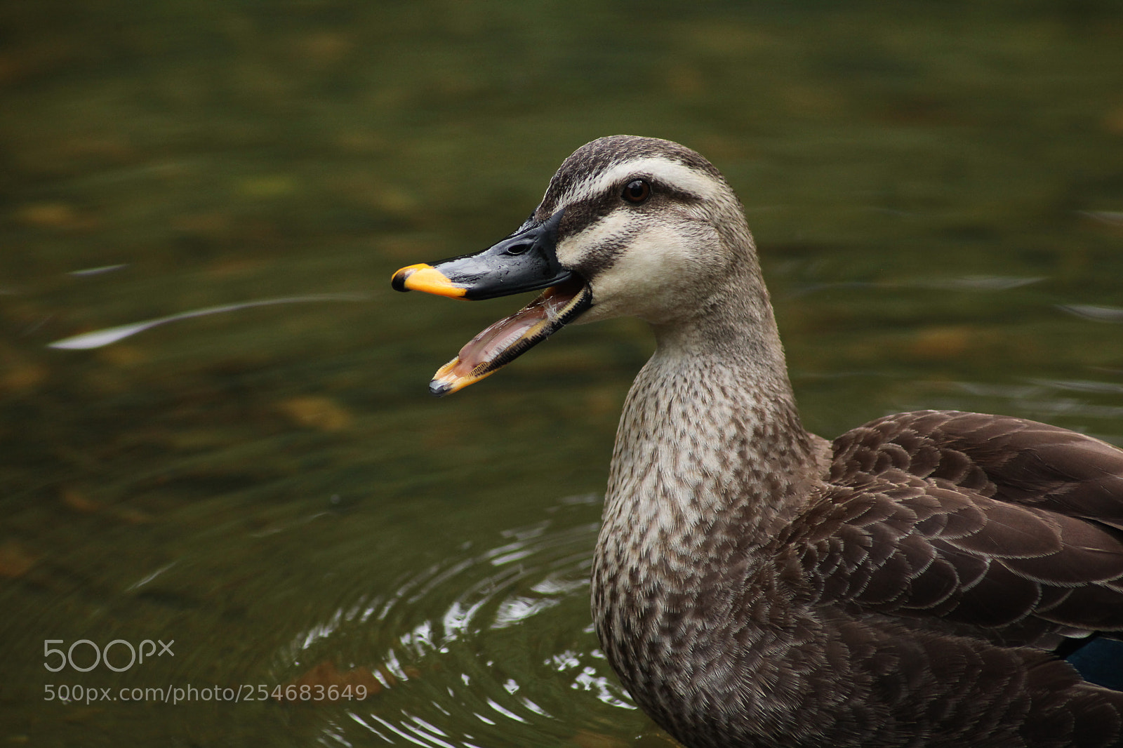 Canon EOS 5D Mark II sample photo. おーい！　hey! photography