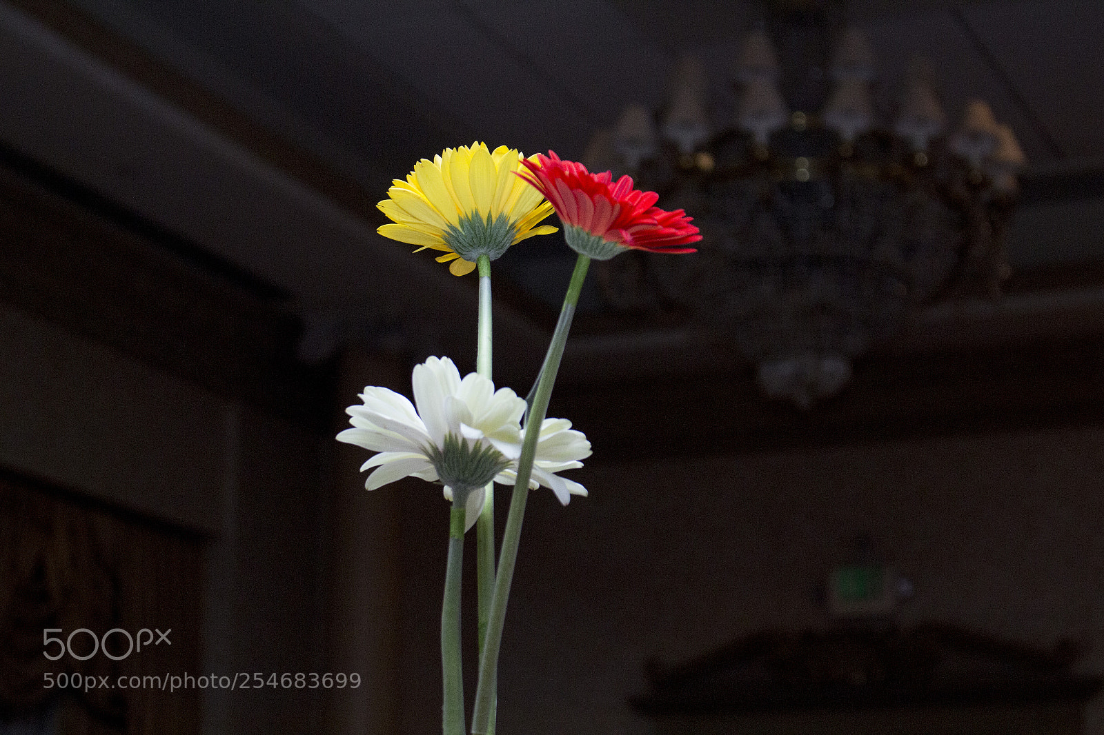 Canon EOS 100D (EOS Rebel SL1 / EOS Kiss X7) sample photo. Gabburies gabburies  / grphotodesign photography