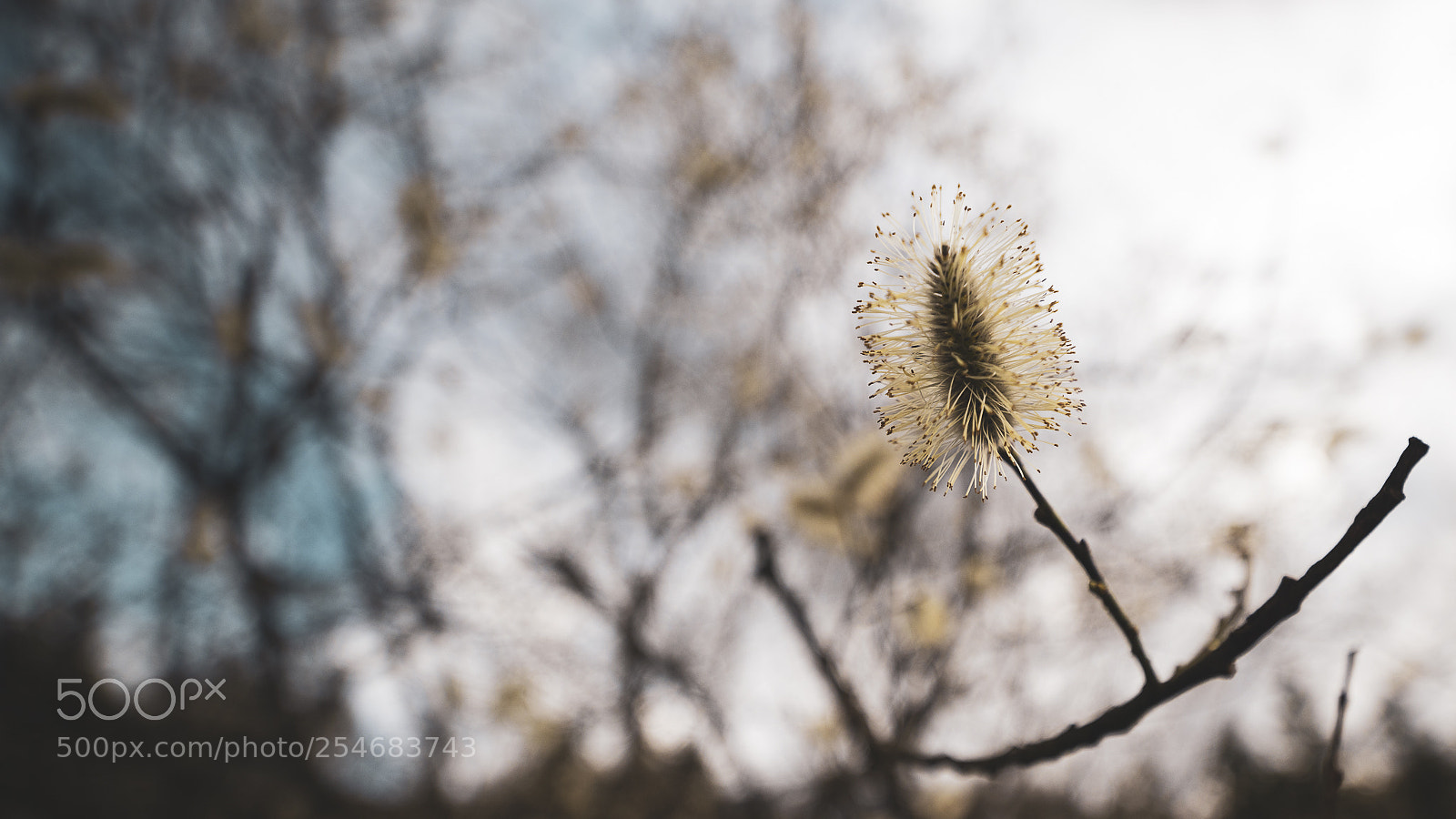 Nikon D810 sample photo. Renouveau photography