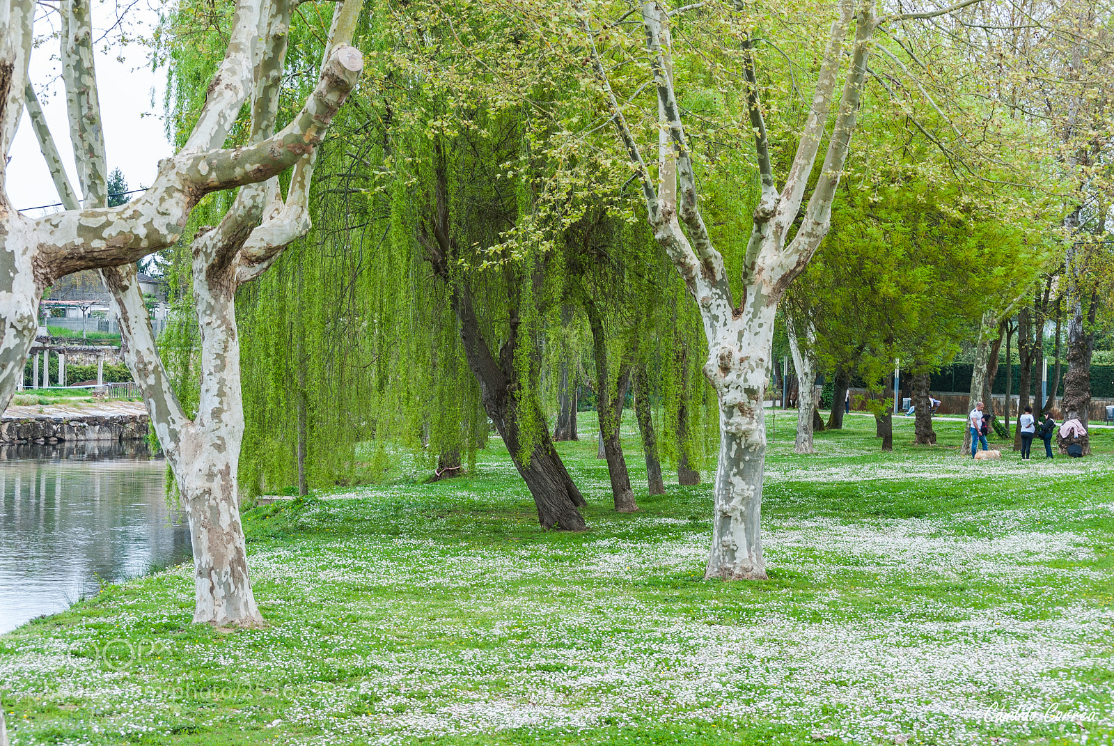 Nikon D3000 sample photo. Alfombra de margaritas photography
