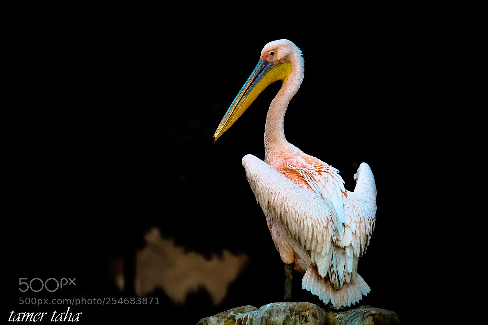 Nikon D7100 sample photo. Edit photography