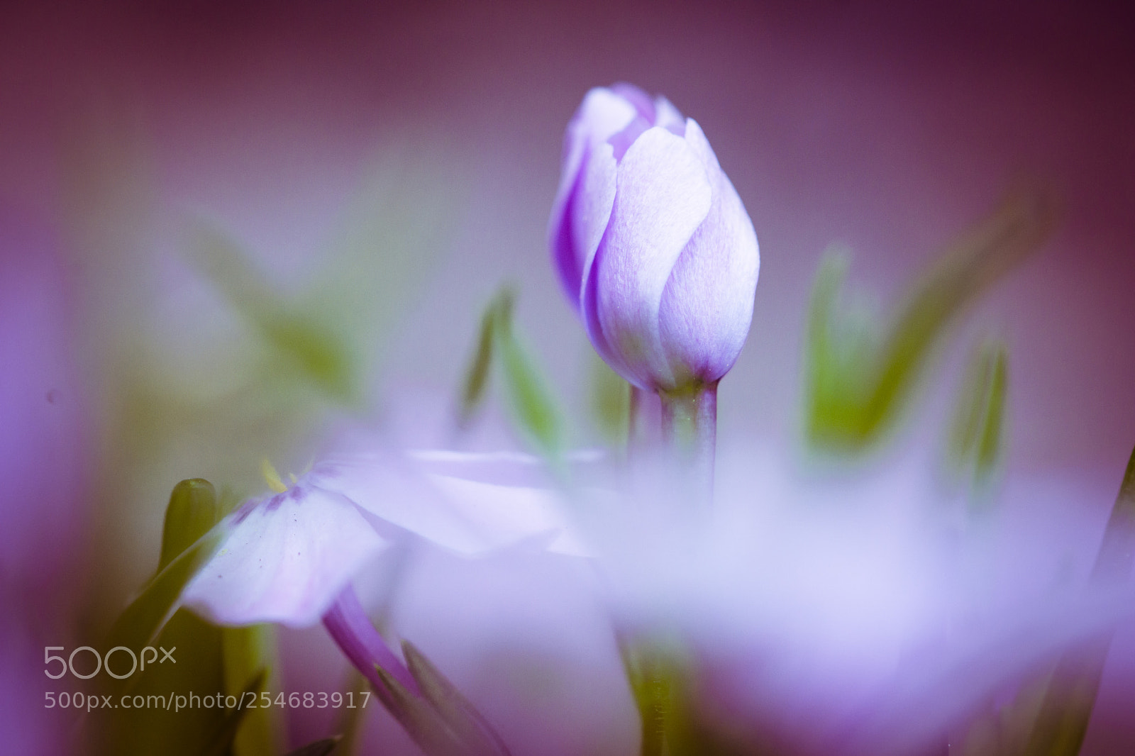 Nikon D7200 sample photo. Purple haze photography
