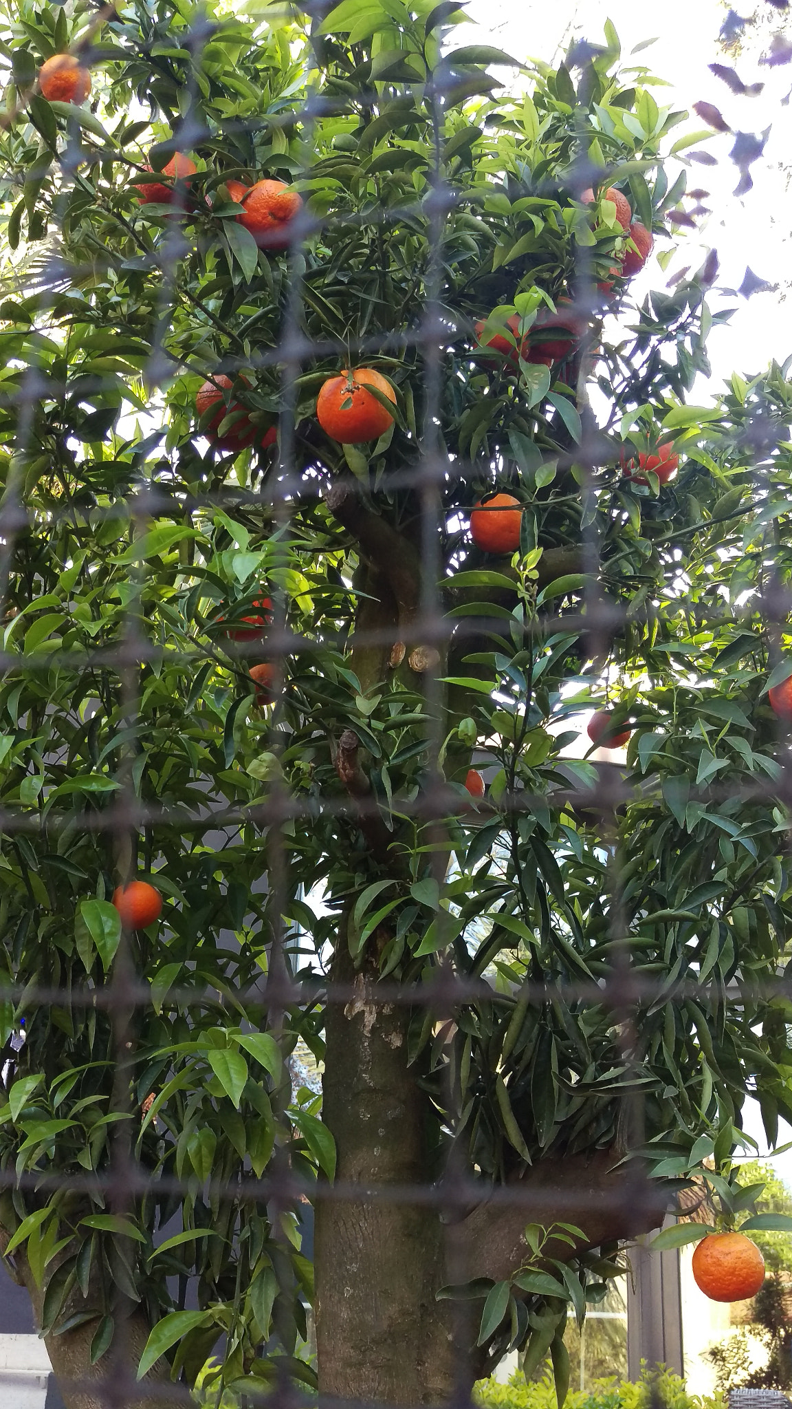 HTC ONE M9 sample photo. Forbidden fruit:) photography