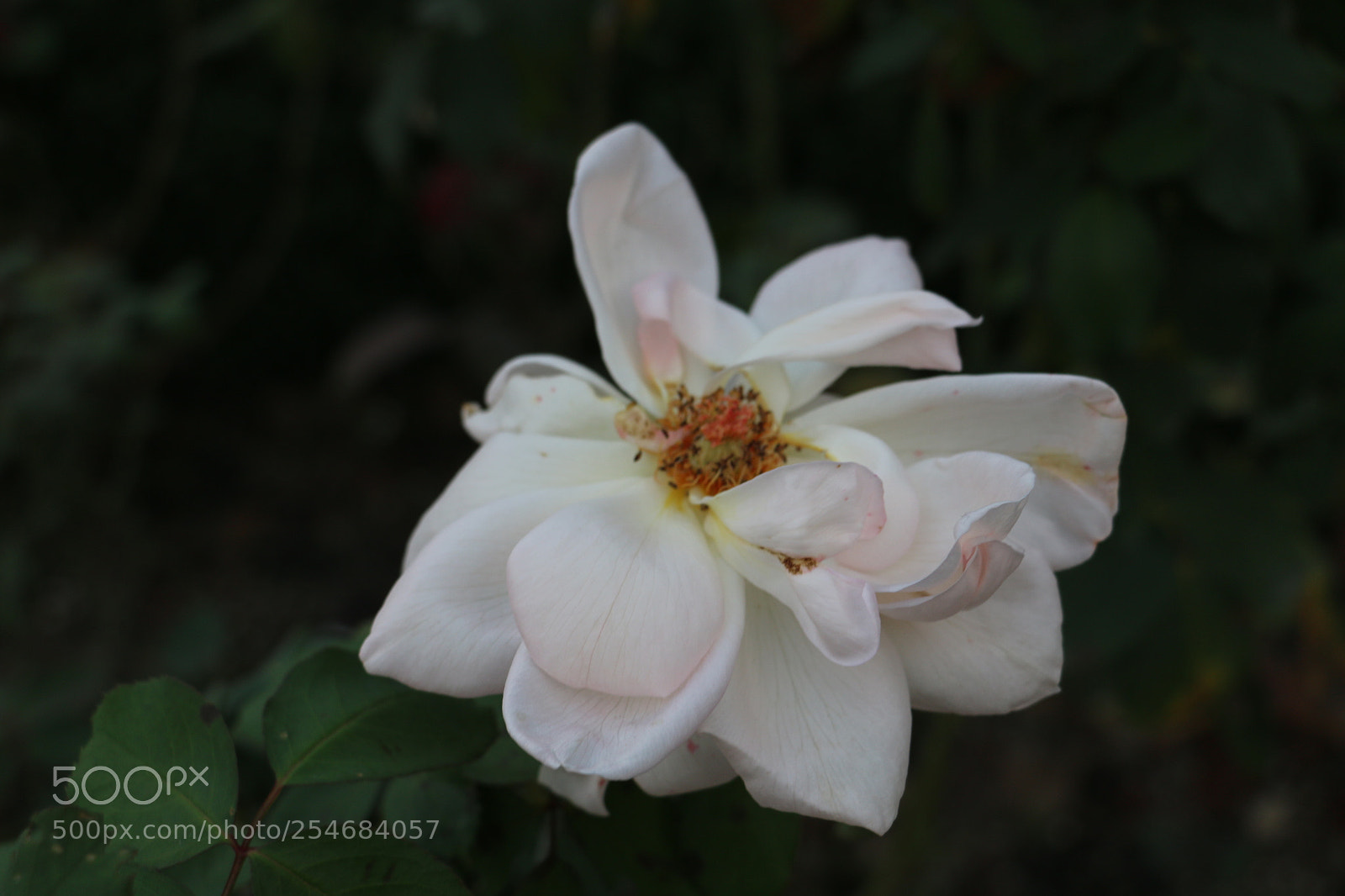 Canon EOS 70D sample photo. Flowers photography