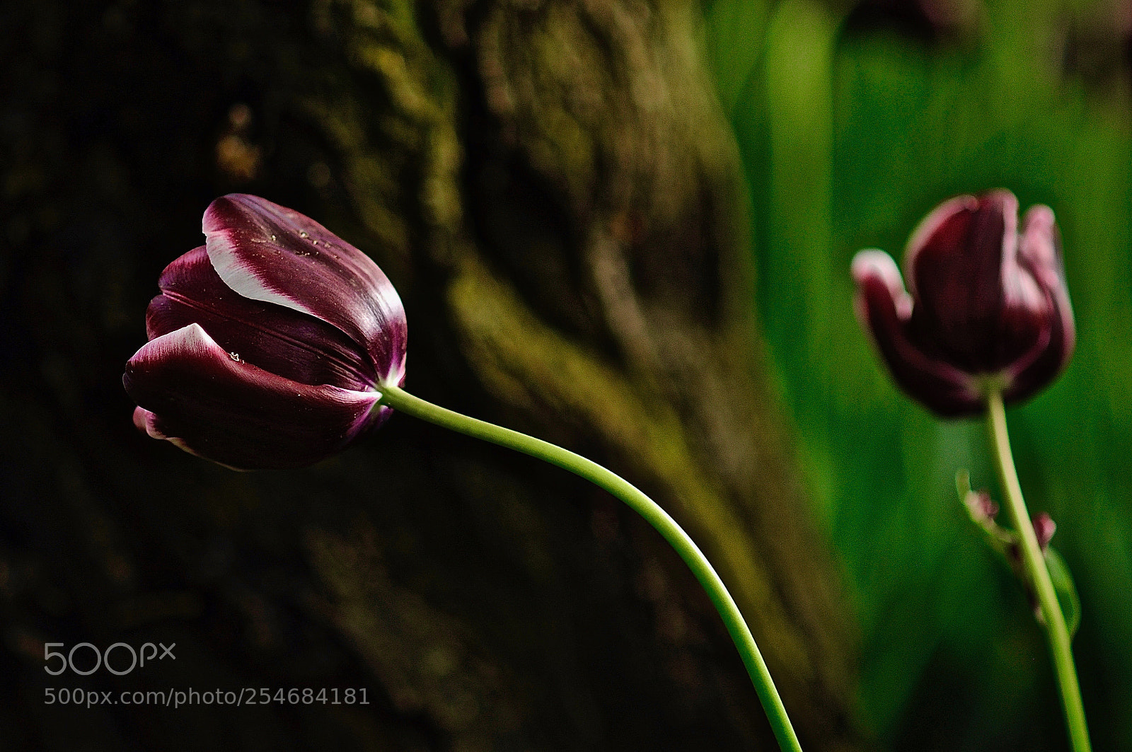 Nikon D90 sample photo. Untitled photography