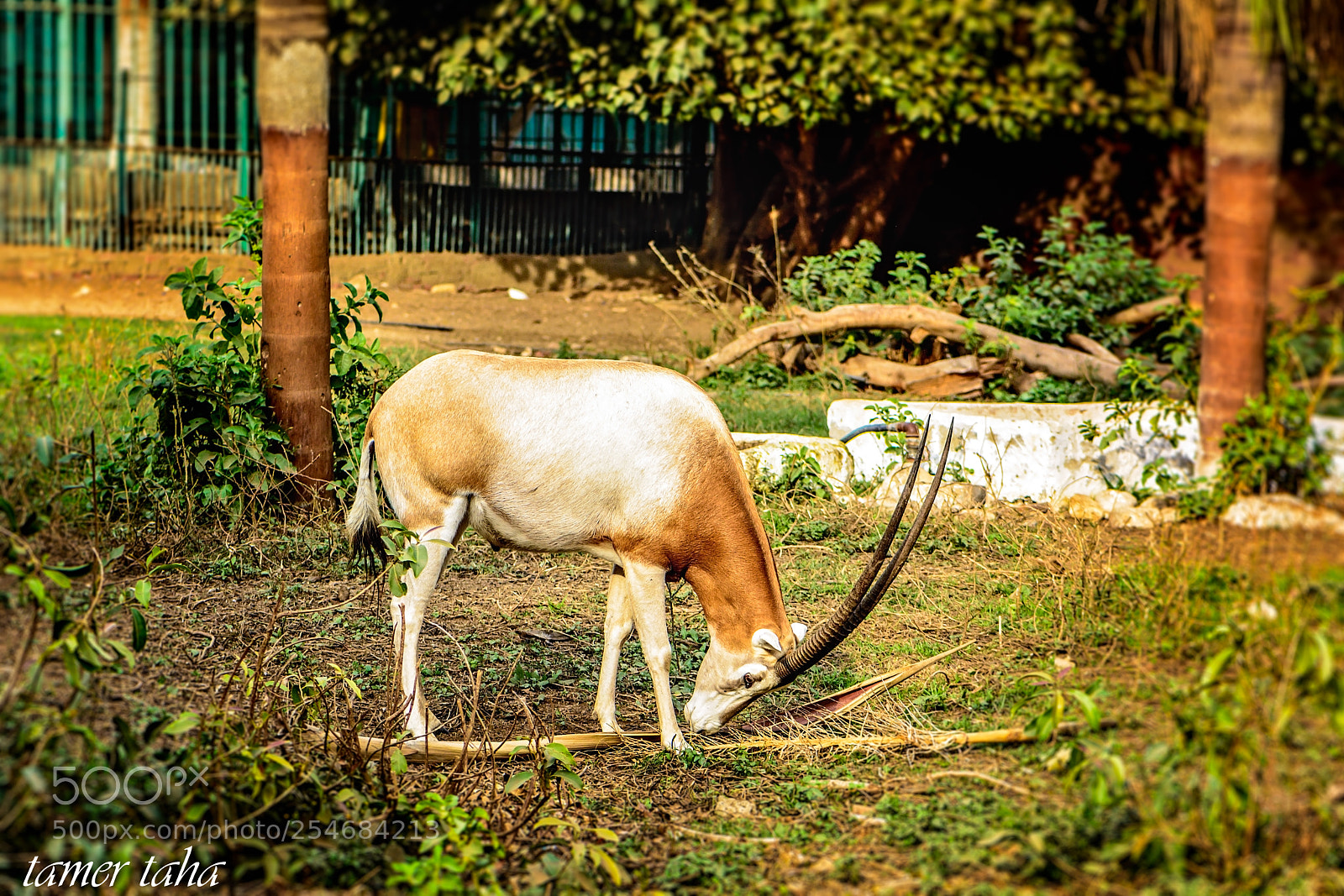 Nikon D7100 sample photo. Edit photography