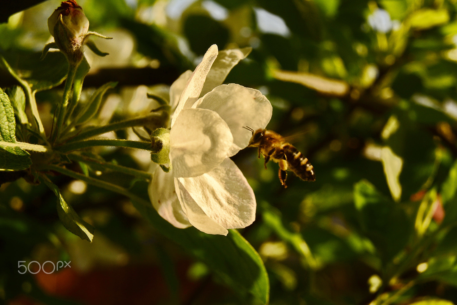 Nikon D7100 sample photo. Bee and flower photography