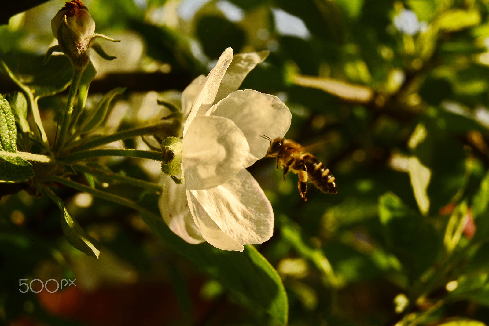 Sigma 17-50mm F2.8 EX DC OS HSM sample photo. Bee and flower photography